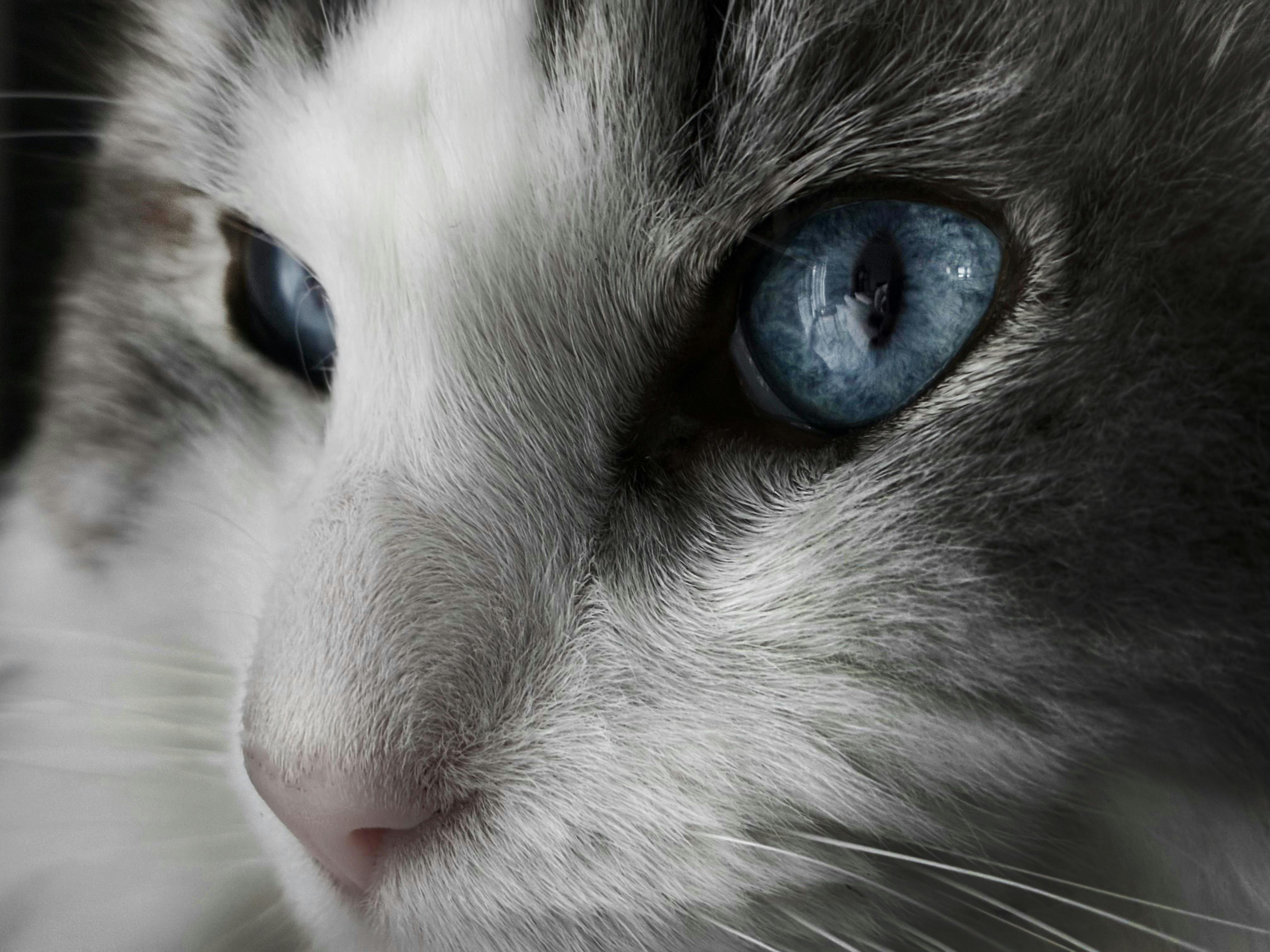 pet technology contact — Photo by Lara Bellens on Pexels