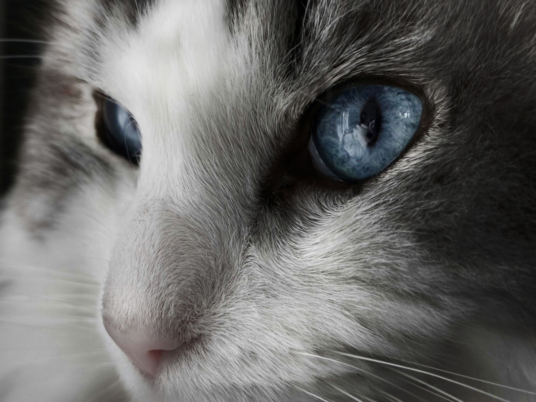 Portrait of a cat at a veterinary clinic