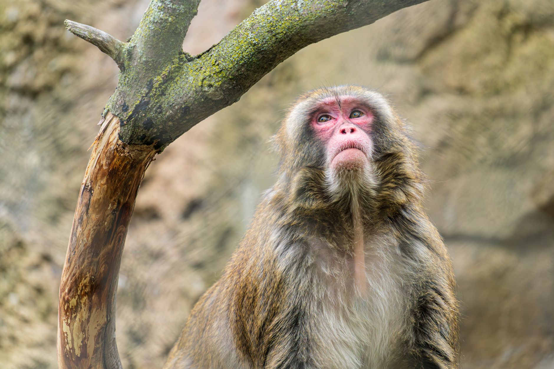 New Orange-Lipped Monkey Species Found in DRC Forest Could Spark Biotech and Eco-Tourism Ventures