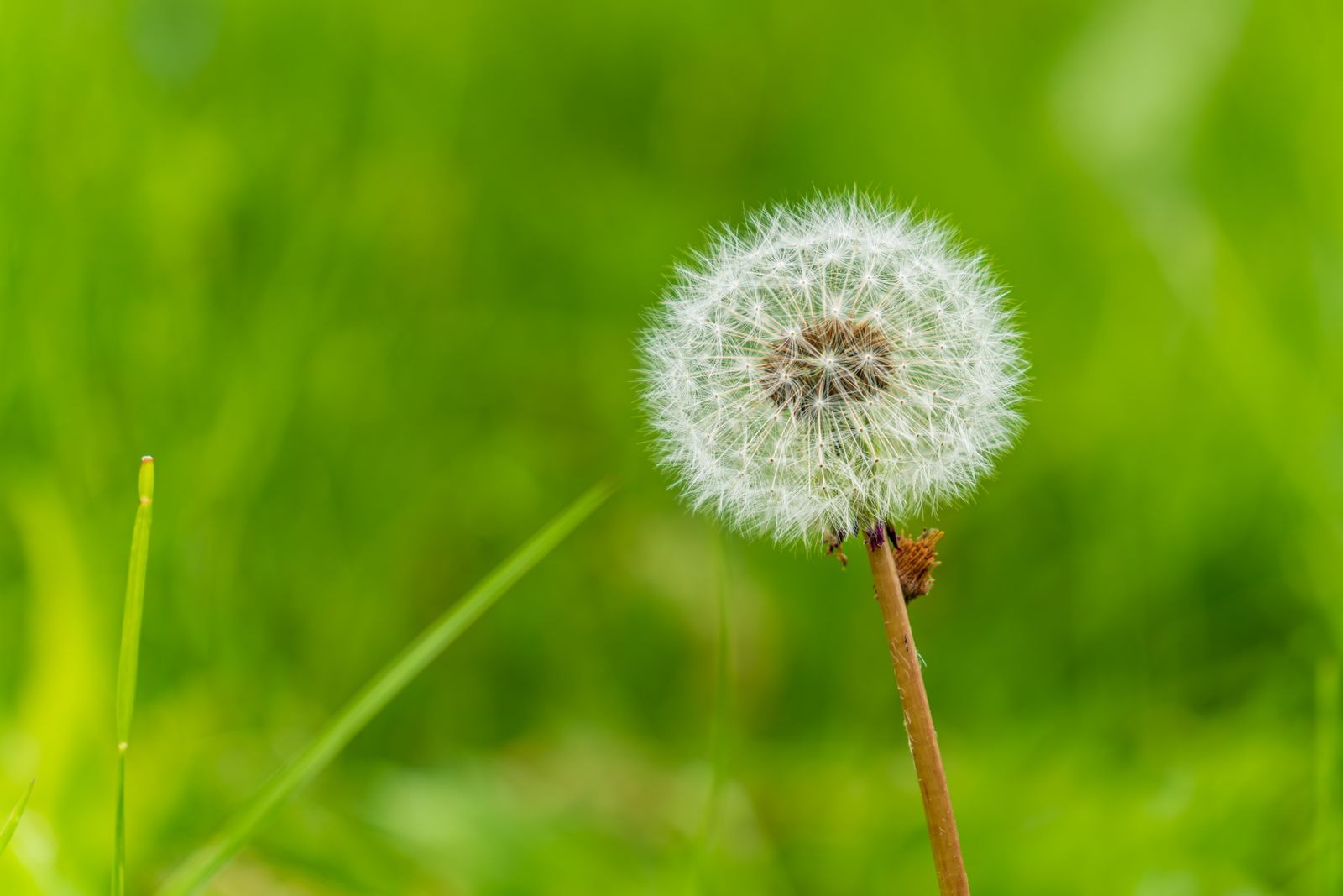 The 10 Best Indoor Weed Seeds