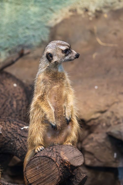 Free Close-up of a cute meerkat standing alert on a log in its natural habitat. Stock Photo