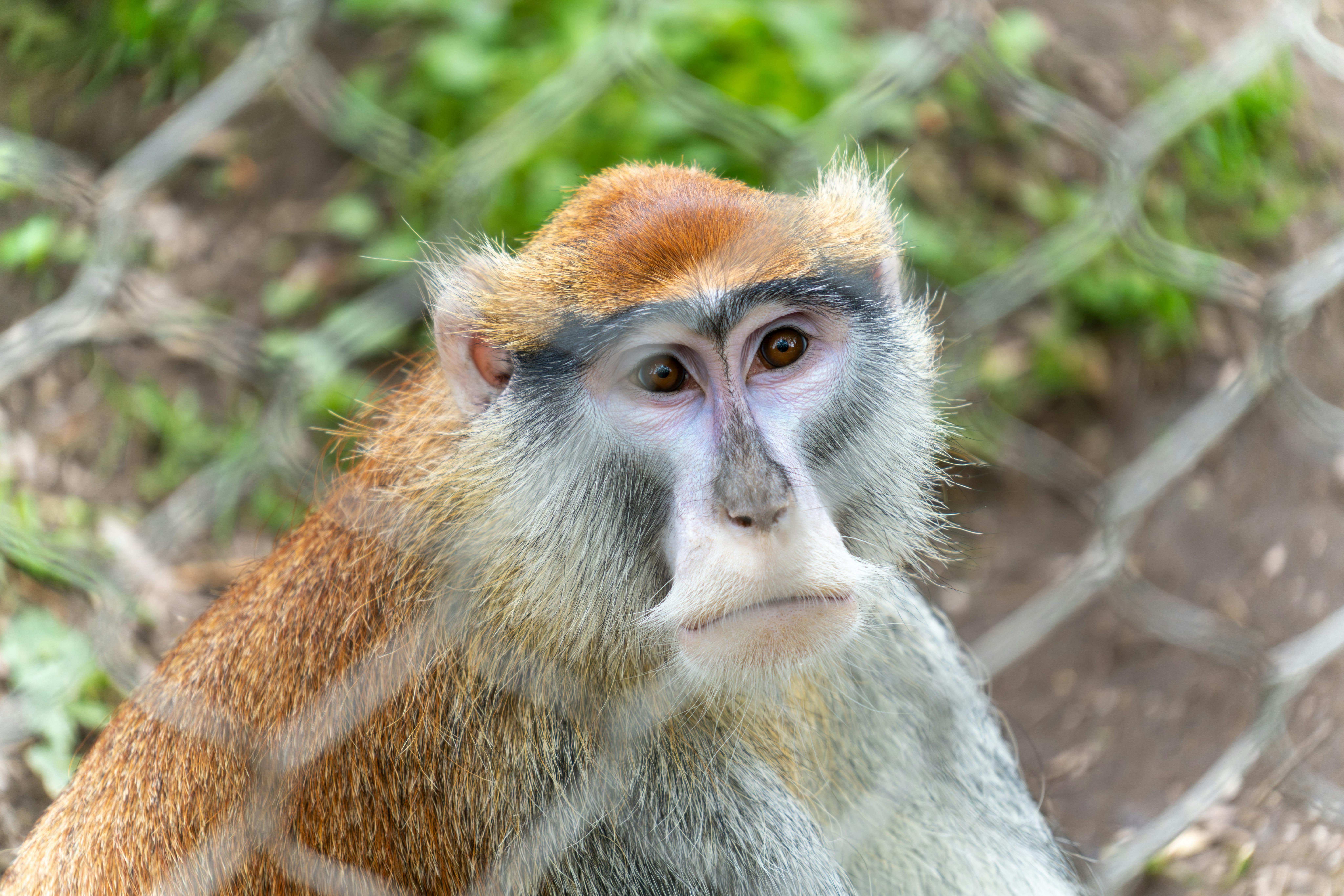 Free stock photo of africa, african savannah, animal