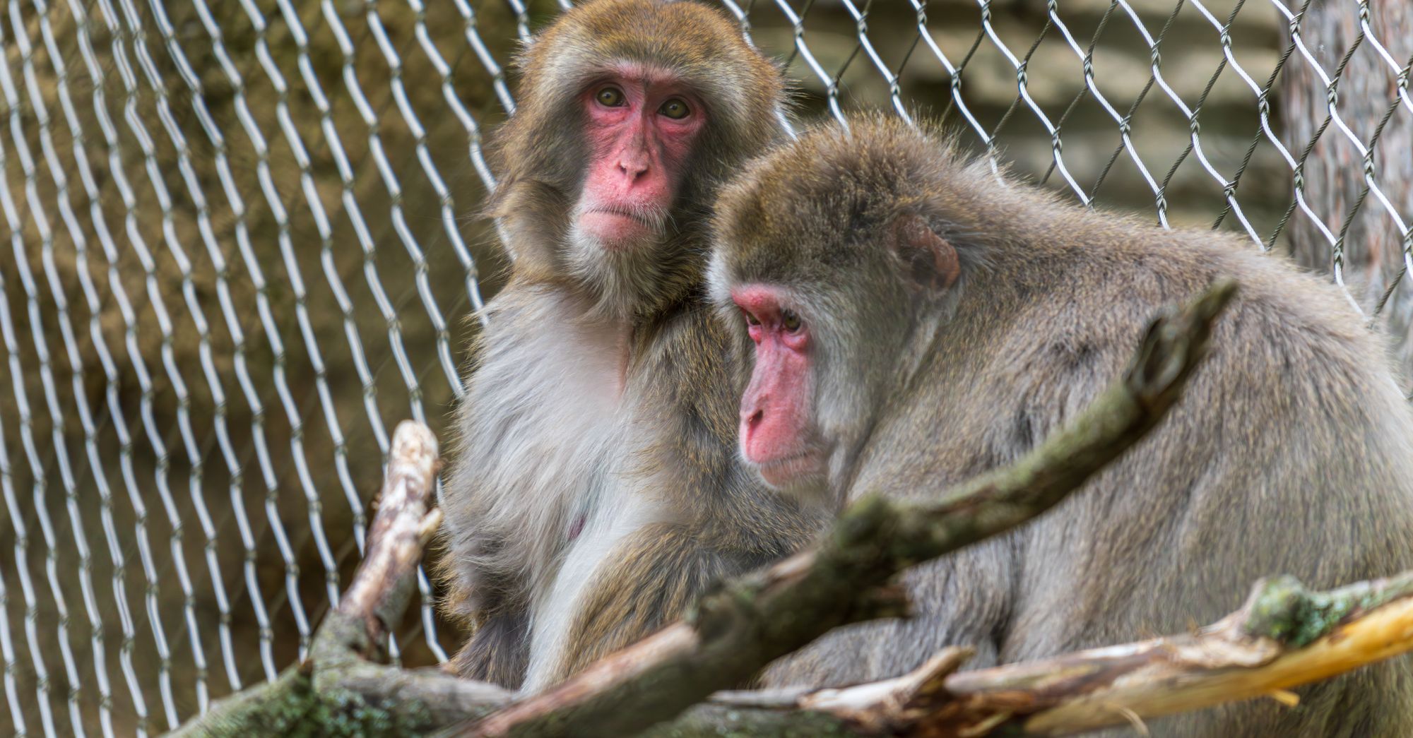Meme Coin Promoters Arrested in Japan Zoo Break-In as Fear Index Hits 25