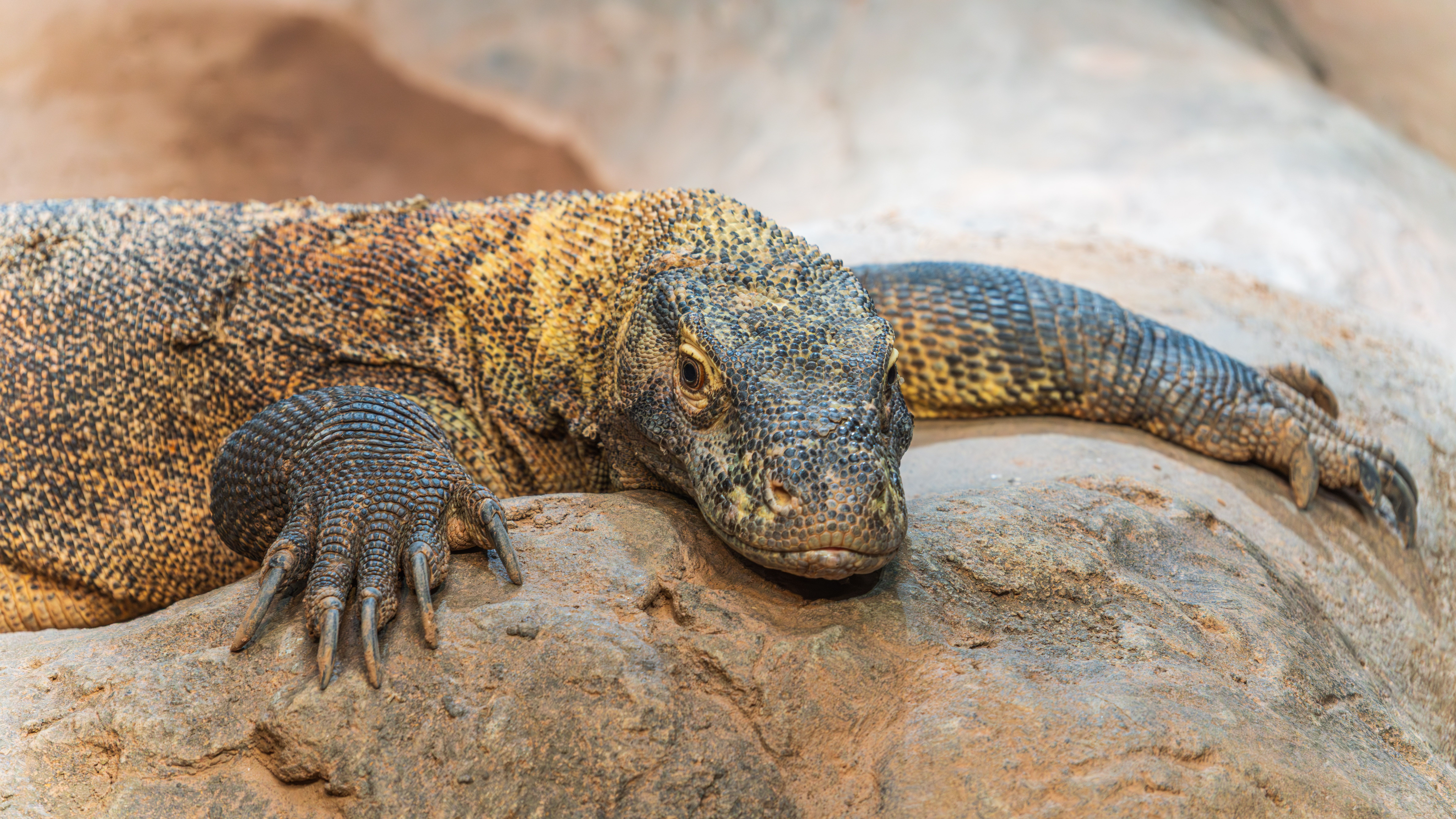 Komodo Dragon Experience
