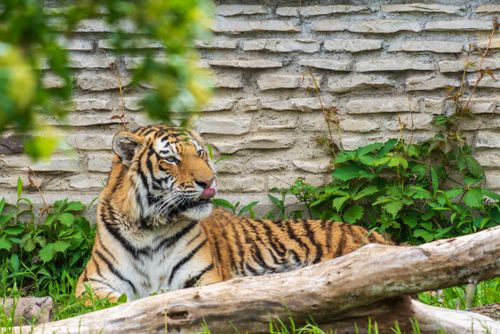 Free A majestic tiger lounging outdoors in a natural setting, showcasing its powerful presence and striking striped fur. Stock Photo