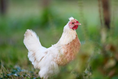 Free A beautifully crested hen stands on a farm, surrounded by lush green grass, showcasing its natural elegance. Stock Photo