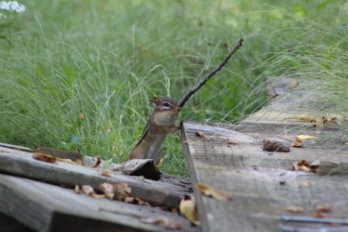 Photos gratuites de animaux, mammifère, nature