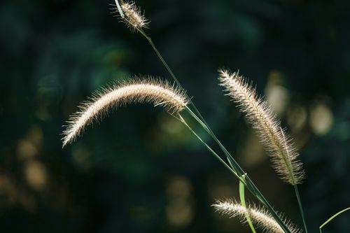 Free Delicate foxtail grass illuminated by sunlight, creating a serene natural scene. Stock Photo