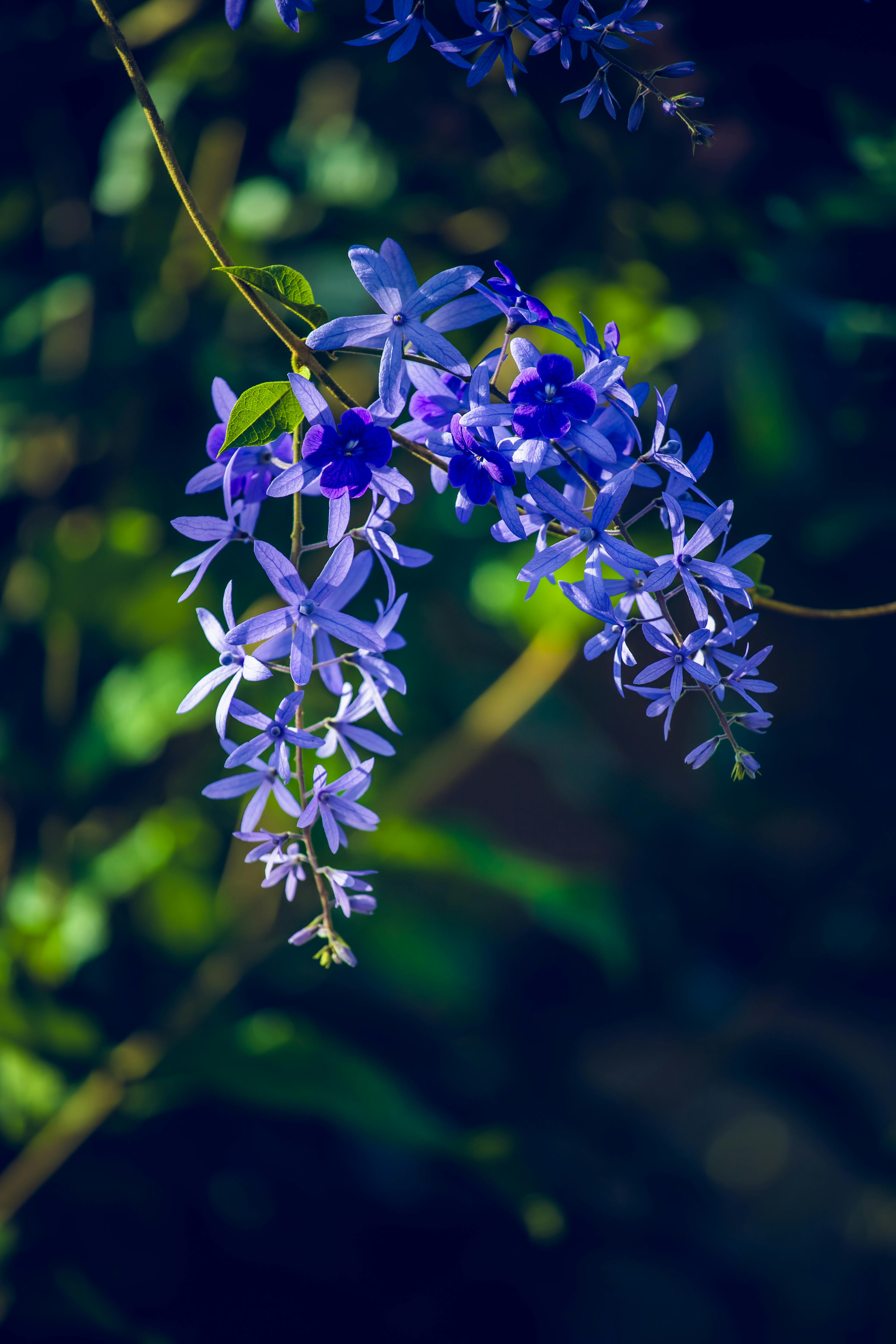 [ColoSach]-close-up-of-vibrant-purple-flowers-blooming-in-a-lush-green-environment-under-daylight.