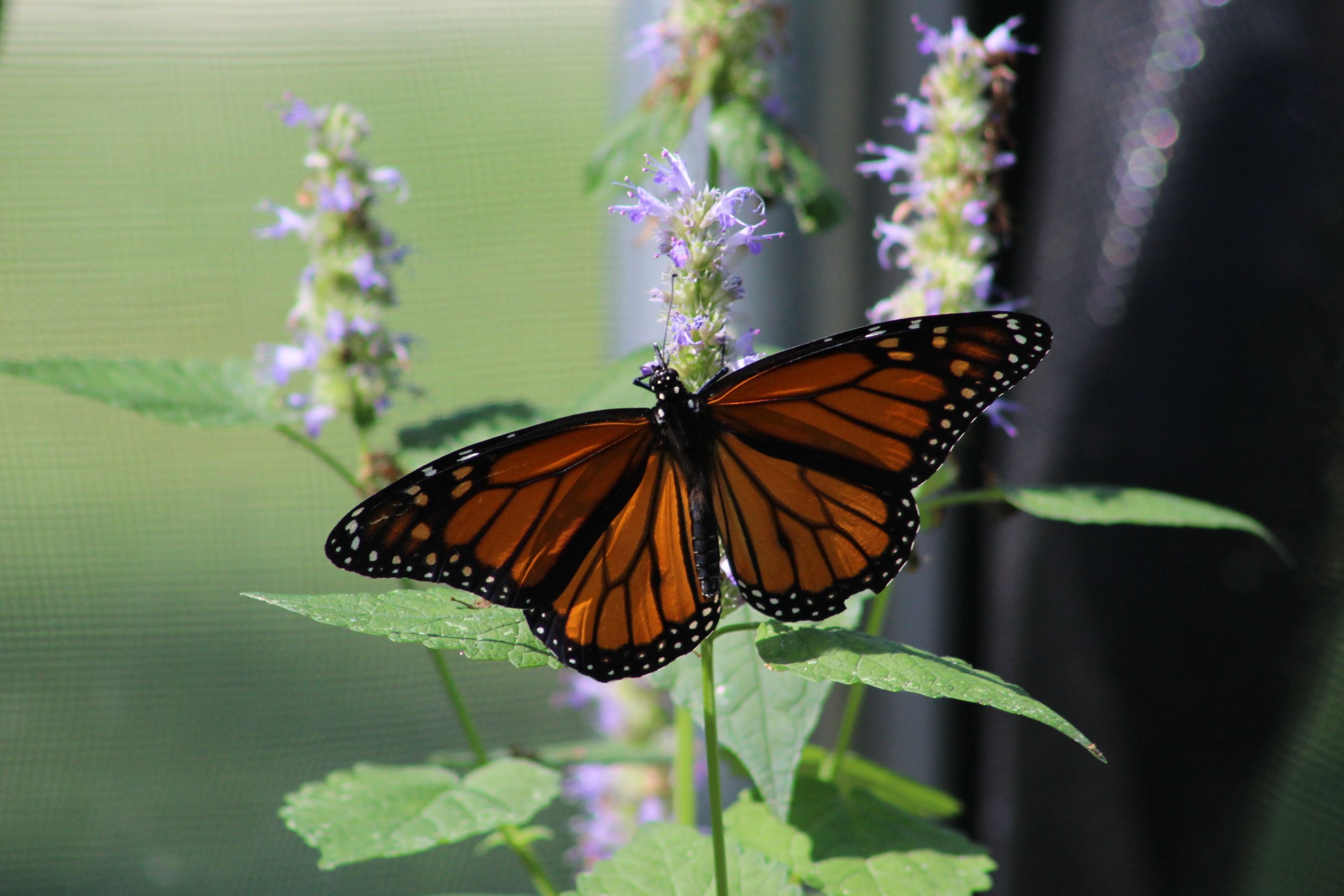 Kostenloses Foto Zum Thema Monarch Schmetterling Schmetterlinge kostenloses-foto-zum-thema-monarch-schmetterling-schmetterlinge