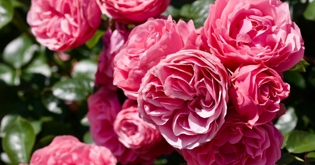 Pink Roses Sunlit Vibrant Pink Roses in Sunlit Garden Setting · Free Stock Photo