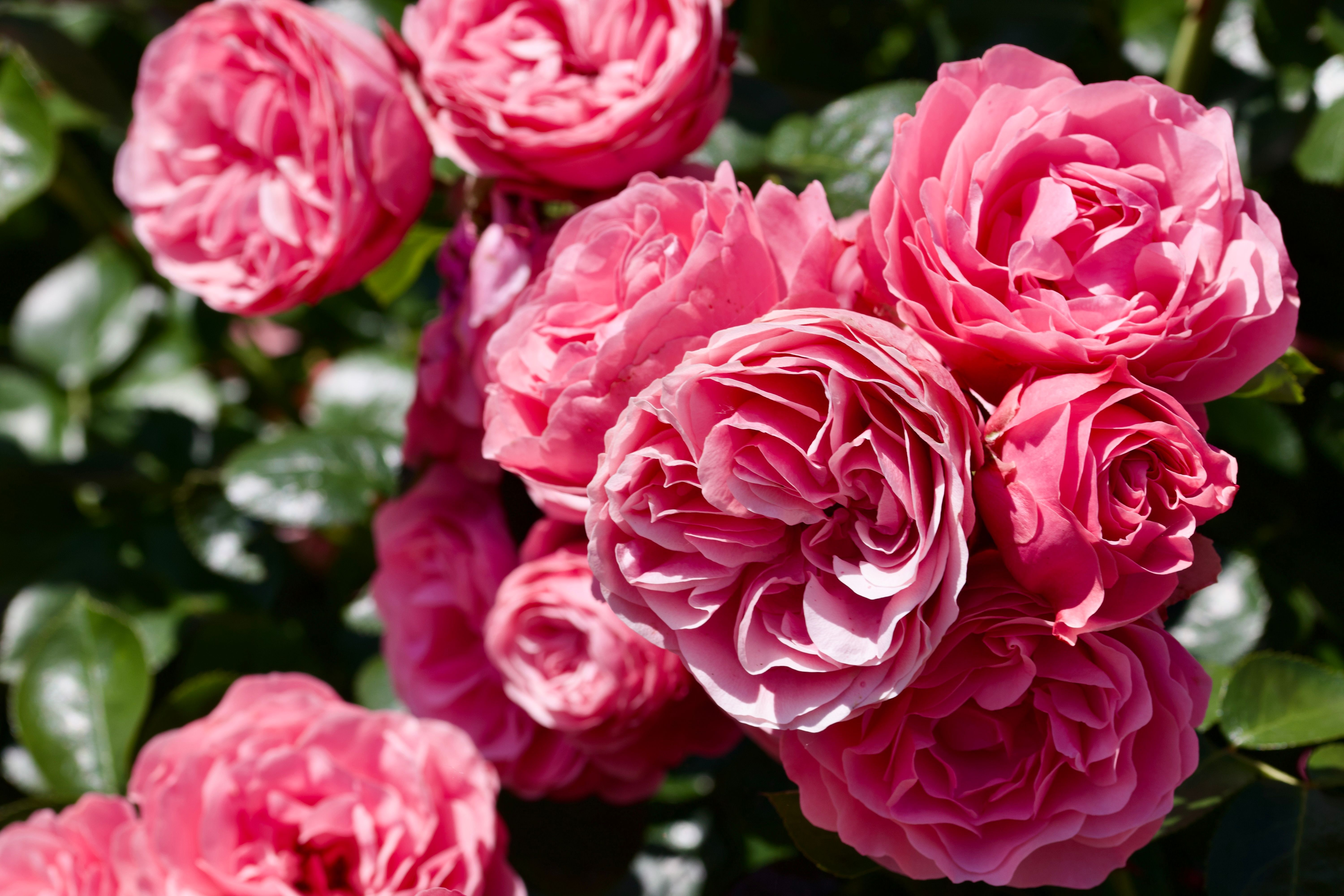 Vibrant Pink Roses in Sunlit Garden Setting · Free Stock Photo