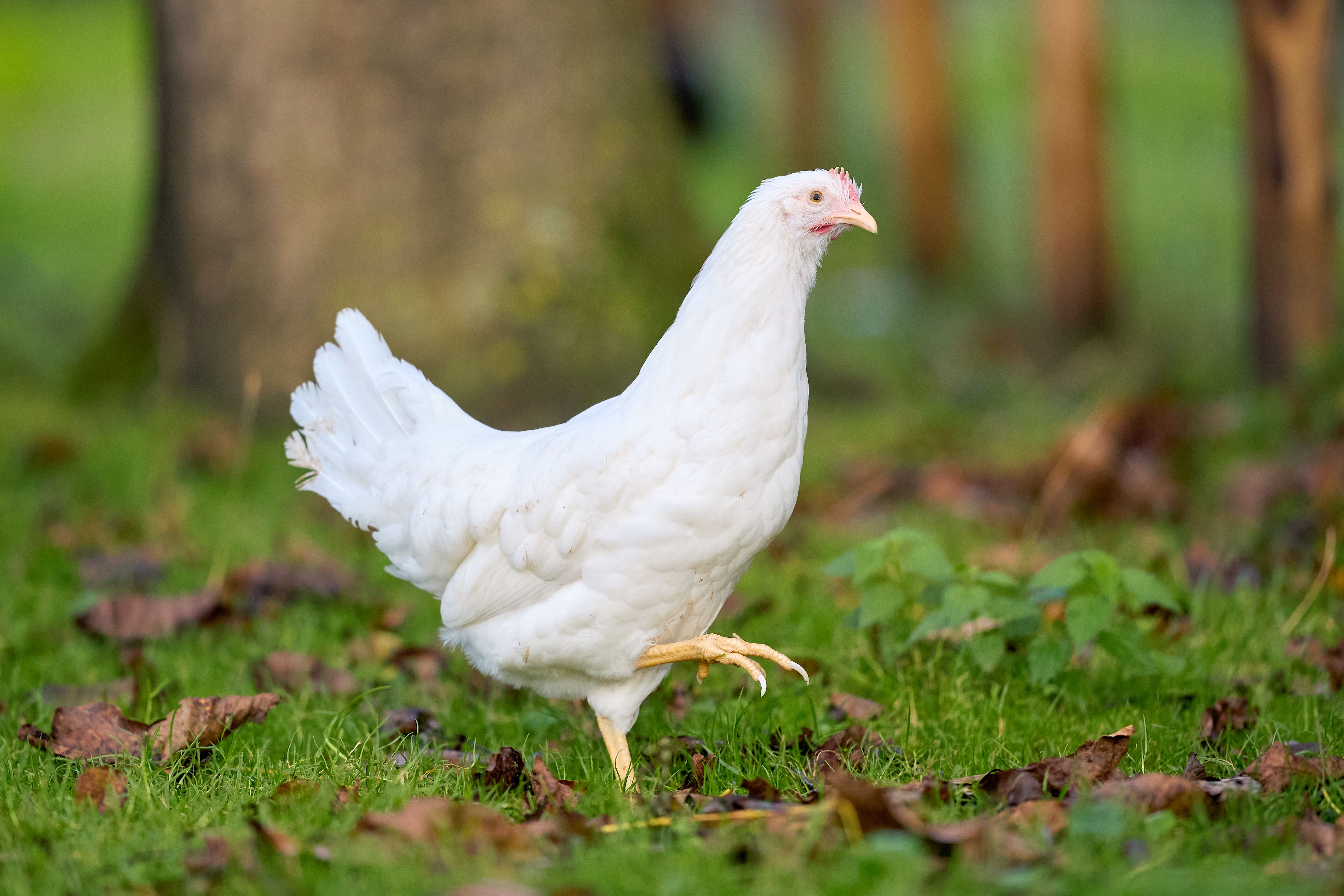 White Hen Walking on Green Grass in Autumn · Free Stock Photo