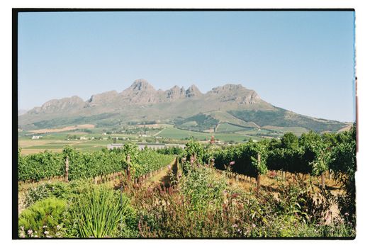 Stellenbosch wine with a sommelier — Cape Town