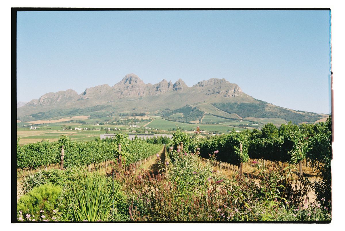 A Stellenbosch vineyard beneath the Simonsberg — the heart of South Africa's wine country, 45 minutes from Cape Town.