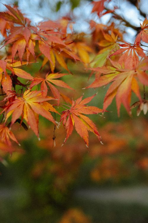 Free Bright fall leaves capture the essence of autumn in an Istanbul park. Stock Photo