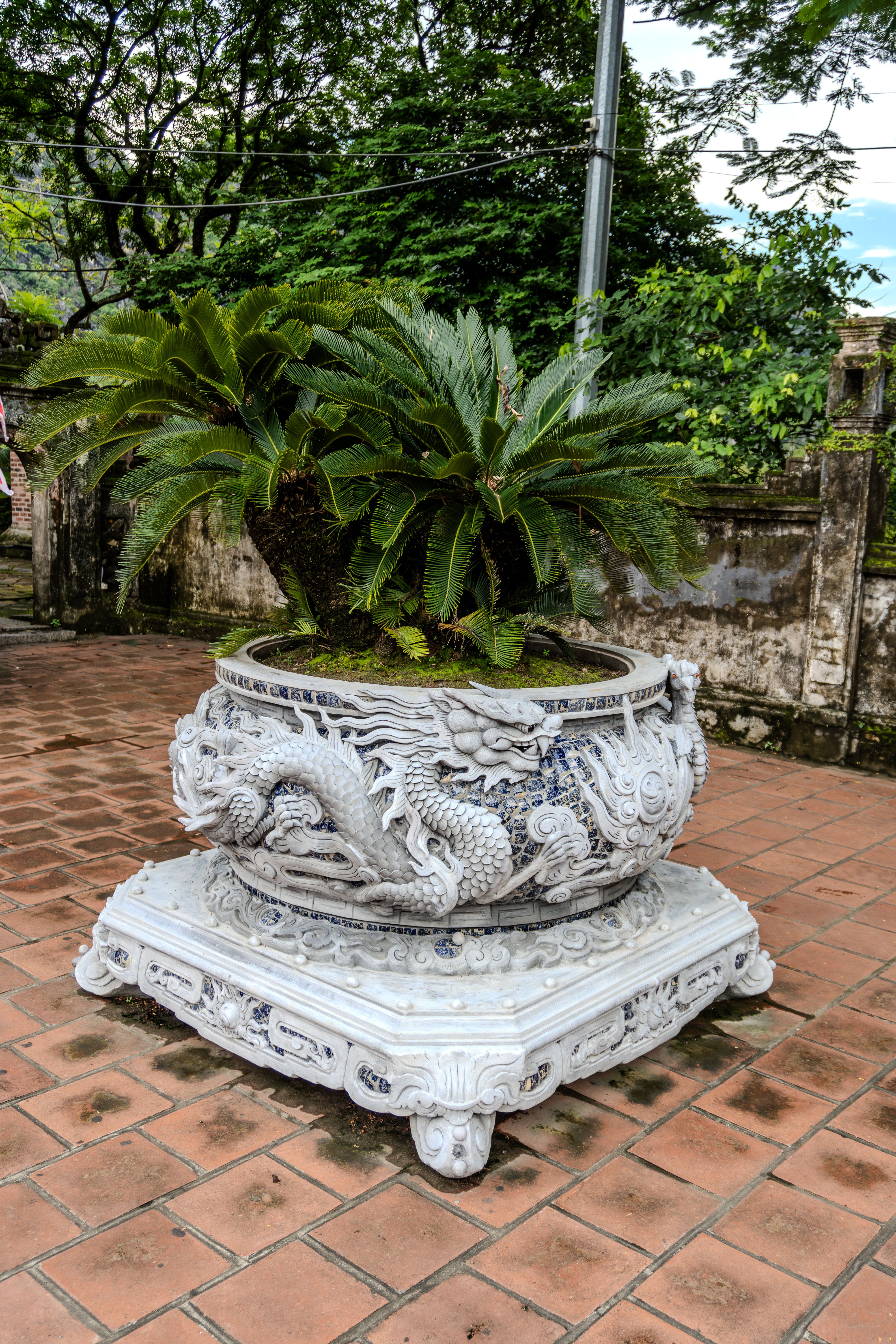 Ornate Dragon Pot with Lush Green Plant Outdoors · Free Stock Photo