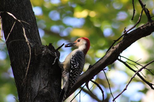 Free stock photo of woodpecker