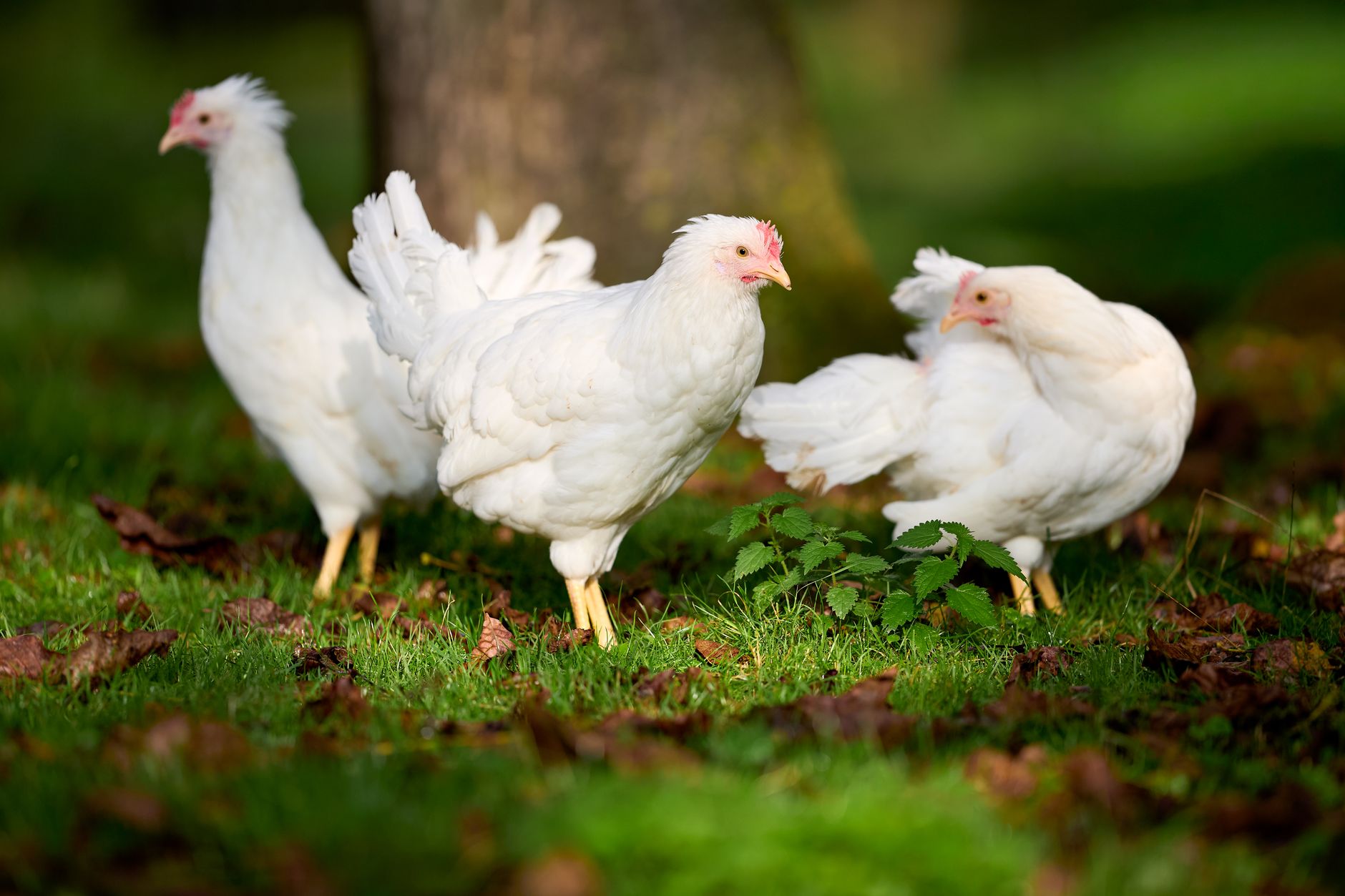 happy chickens foraging in UK vegetable garden