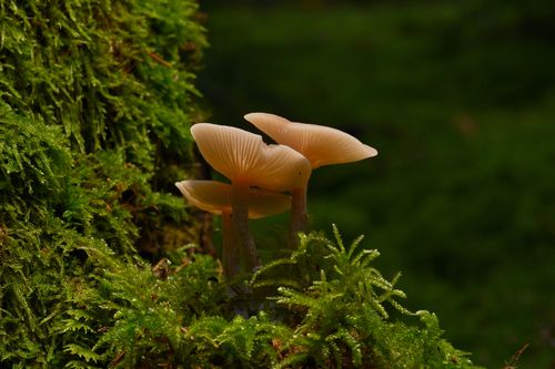 Free Detailed view of gilled mushrooms growing among vibrant green moss in a forest setting. Stock Photo