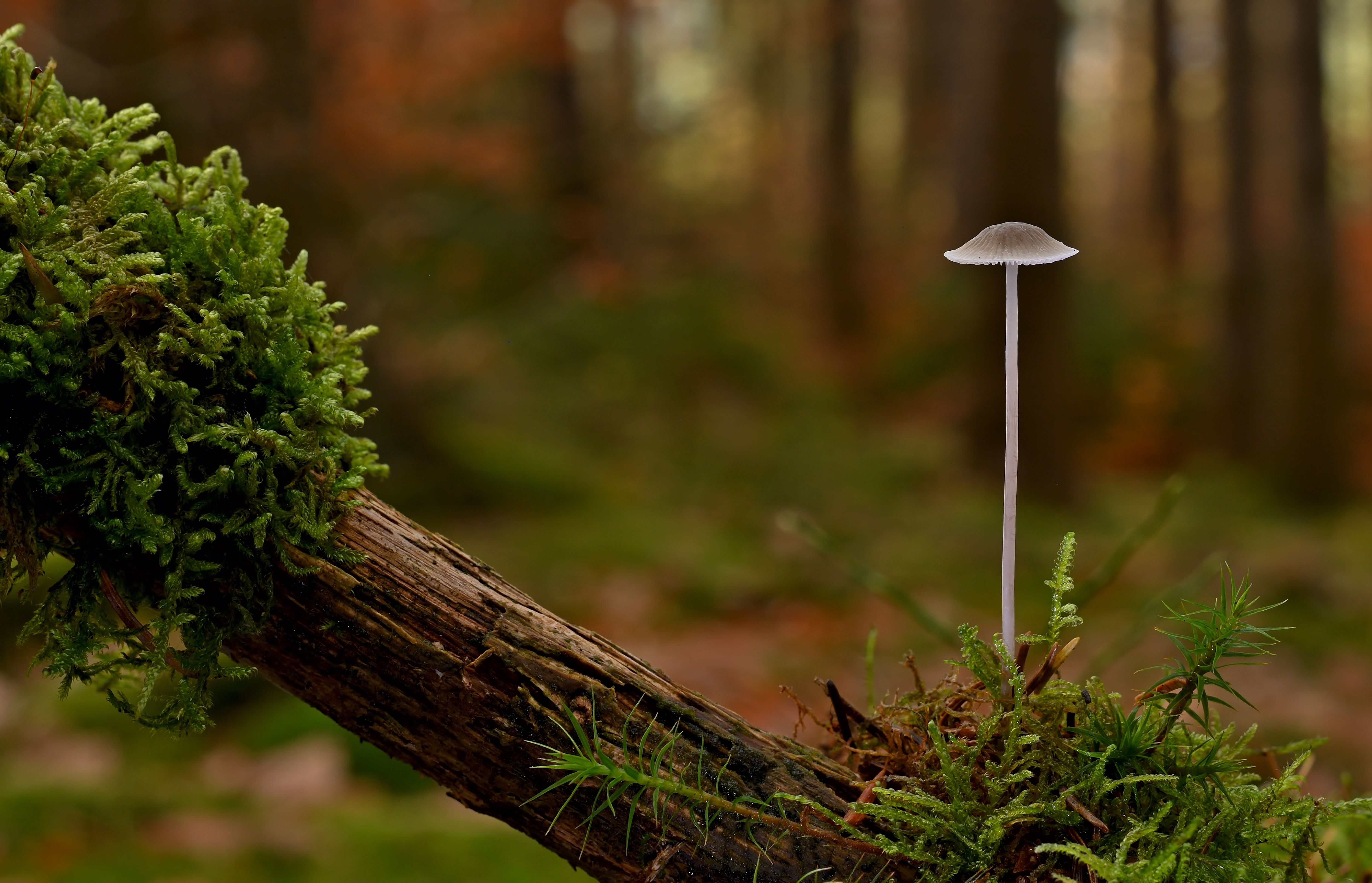 A delicate mushroom growing on moss-covered forest floor during autumn.