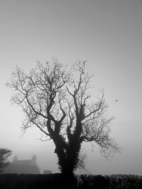 Free Black and white photo of a bare tree silhouette on a foggy day, creating an eerie atmosphere. Stock Photo