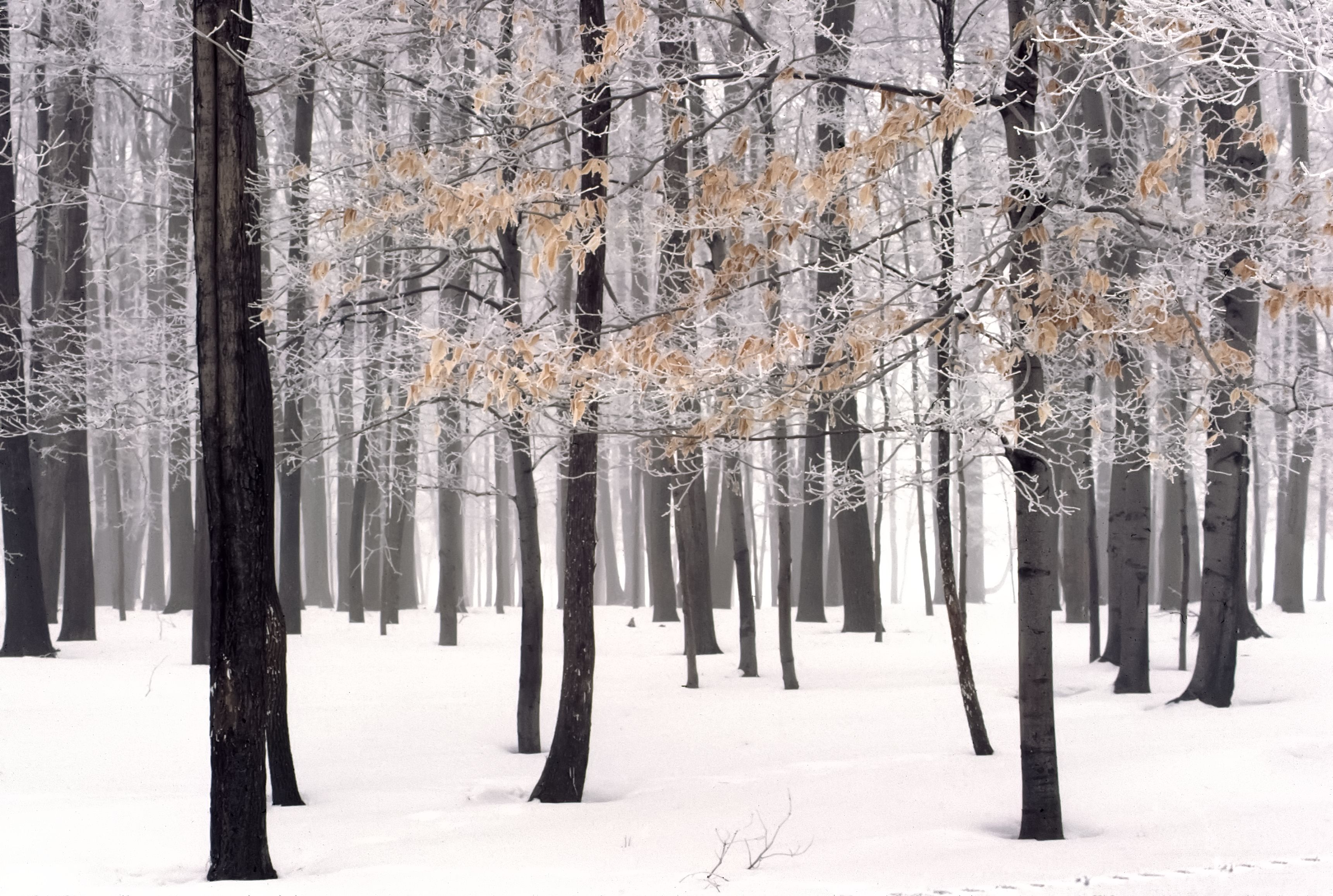 Serene Winter Forest with Snow and Bare Trees · Free Stock Photo