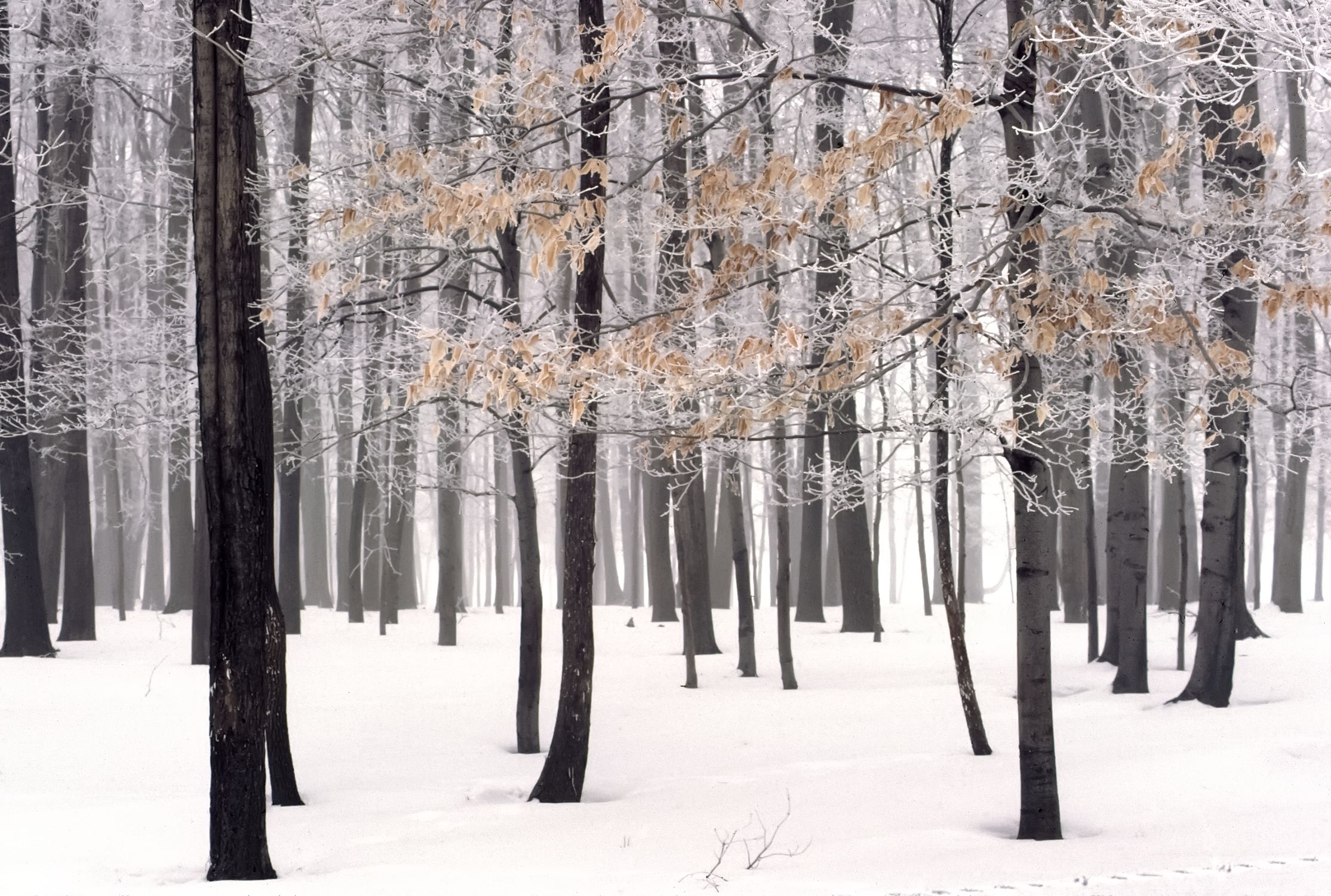 Serene Winter Forest with Snow and Bare Trees · Free Stock Photo