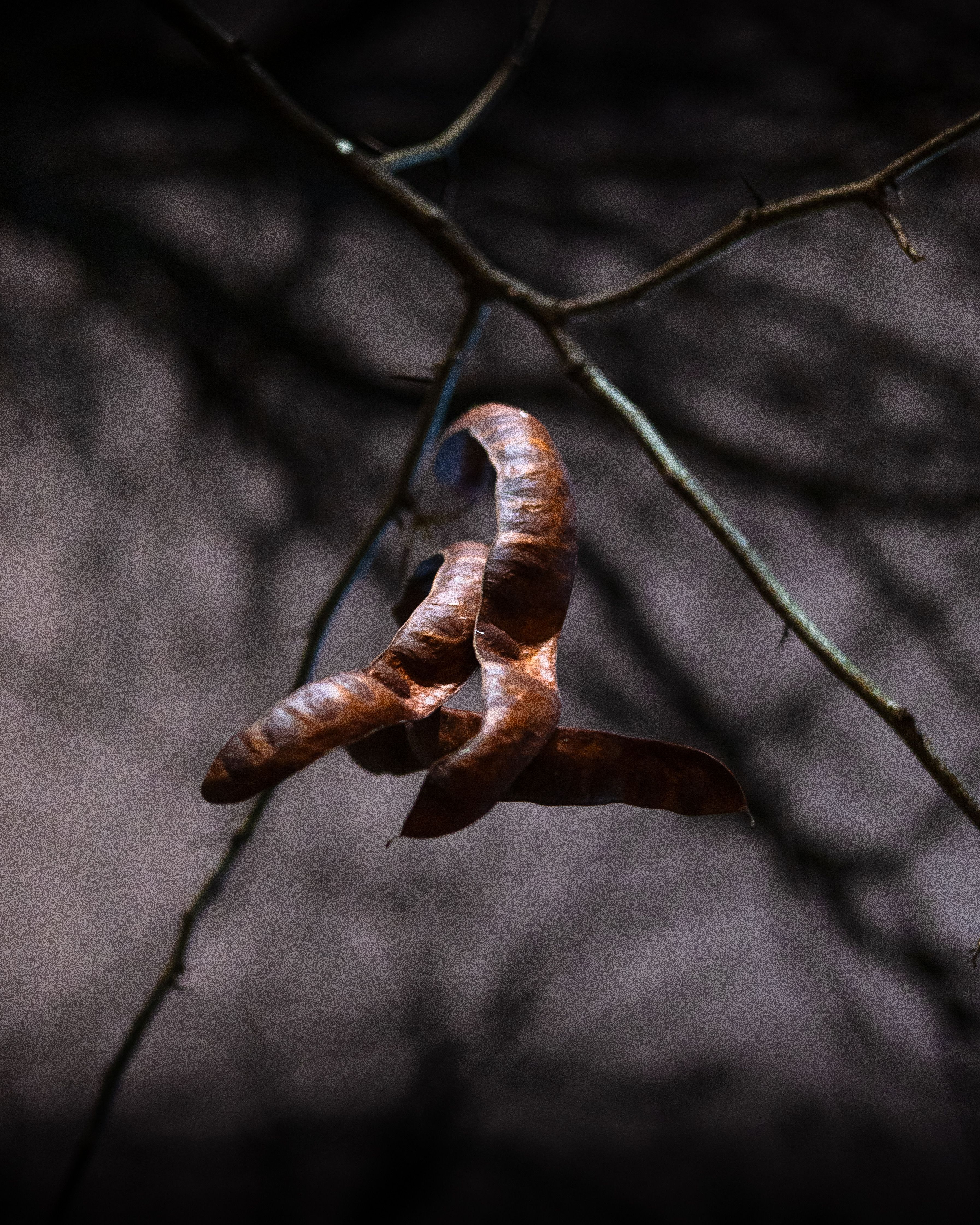 Close-up of Seed Pod on Tree Bark  Free Stock Photo