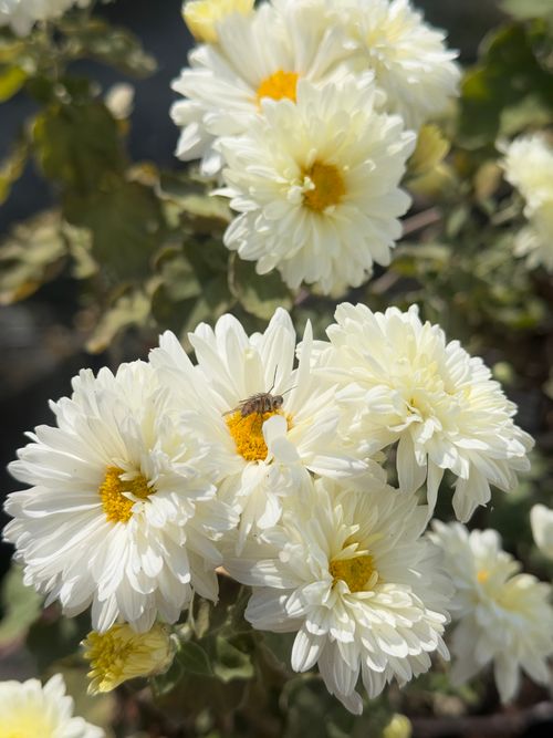 Free A macro shot of a honey bee pollinating white chrysanthemums outdoors in a garden. Stock Photo