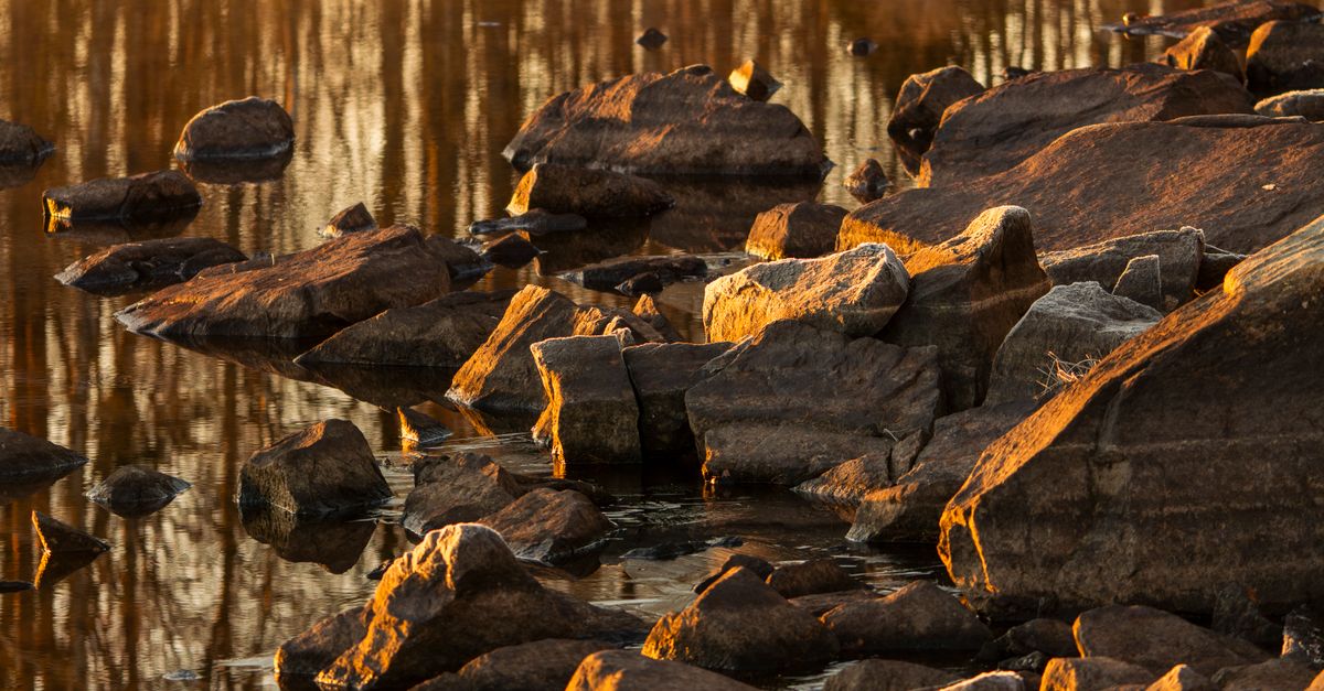 Golden Tree Rocks Lake Golden Hour Rocks by a Tranquil Lake · Free Stock Photo
