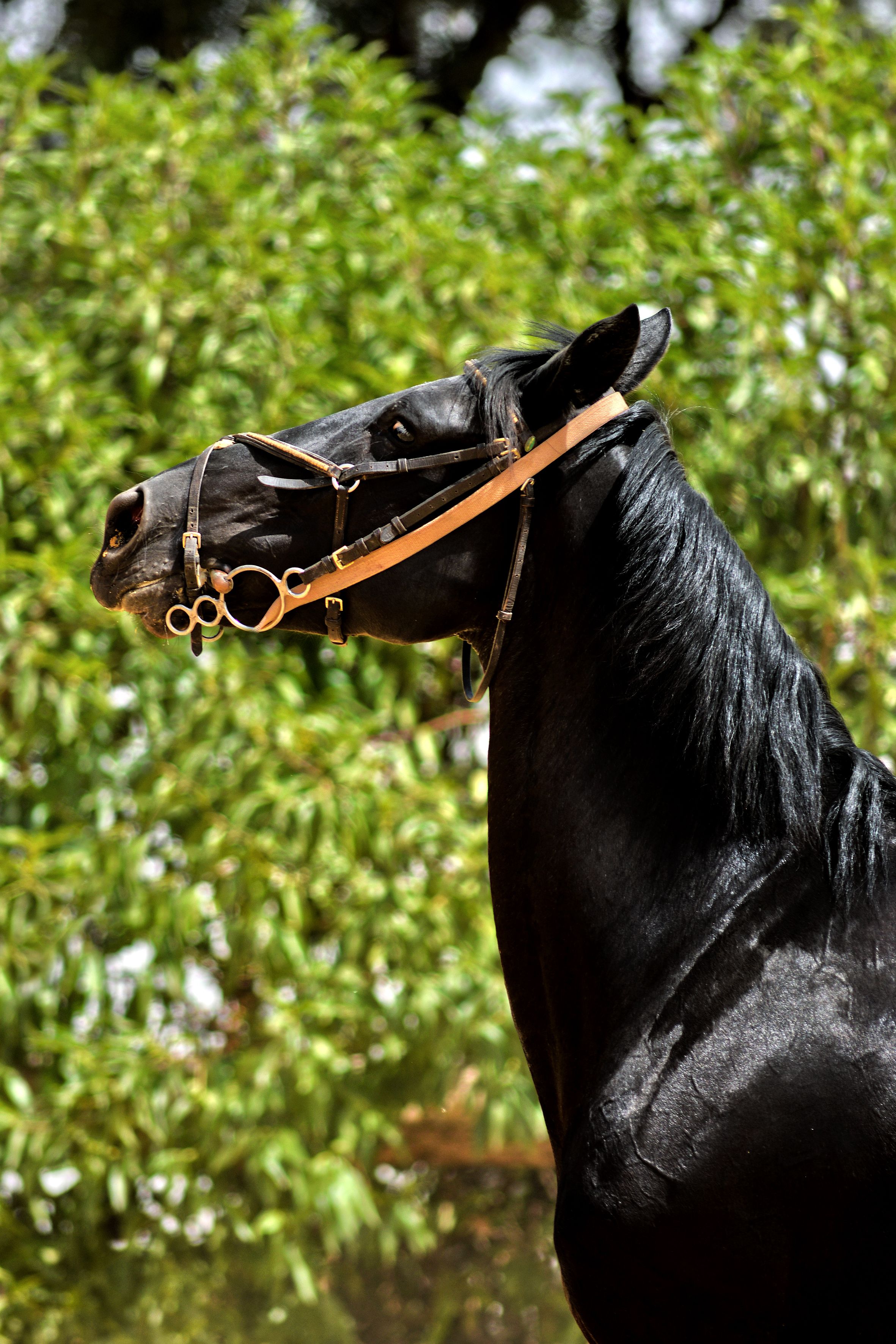 Close-up of a black horse wearing a bridle, standing in front of lush greenery.