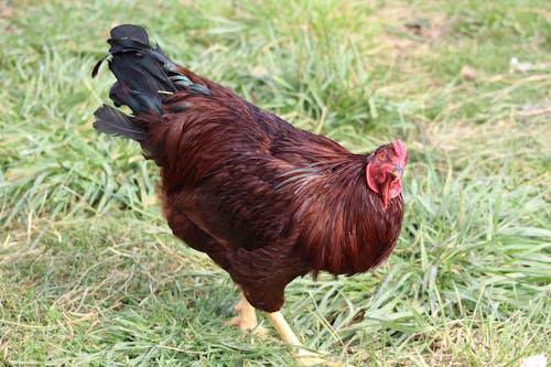 Free stock photo of chicken, farm, hen