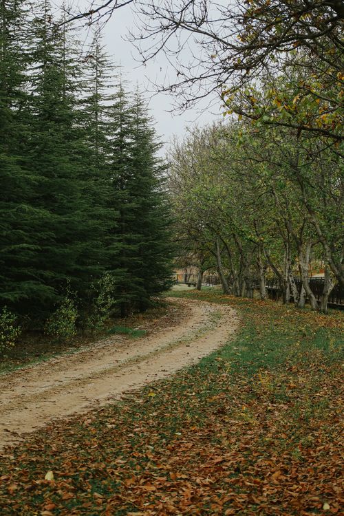 Free A tranquil dirt path winding through a forest with autumn foliage and evergreen trees. Stock Photo
