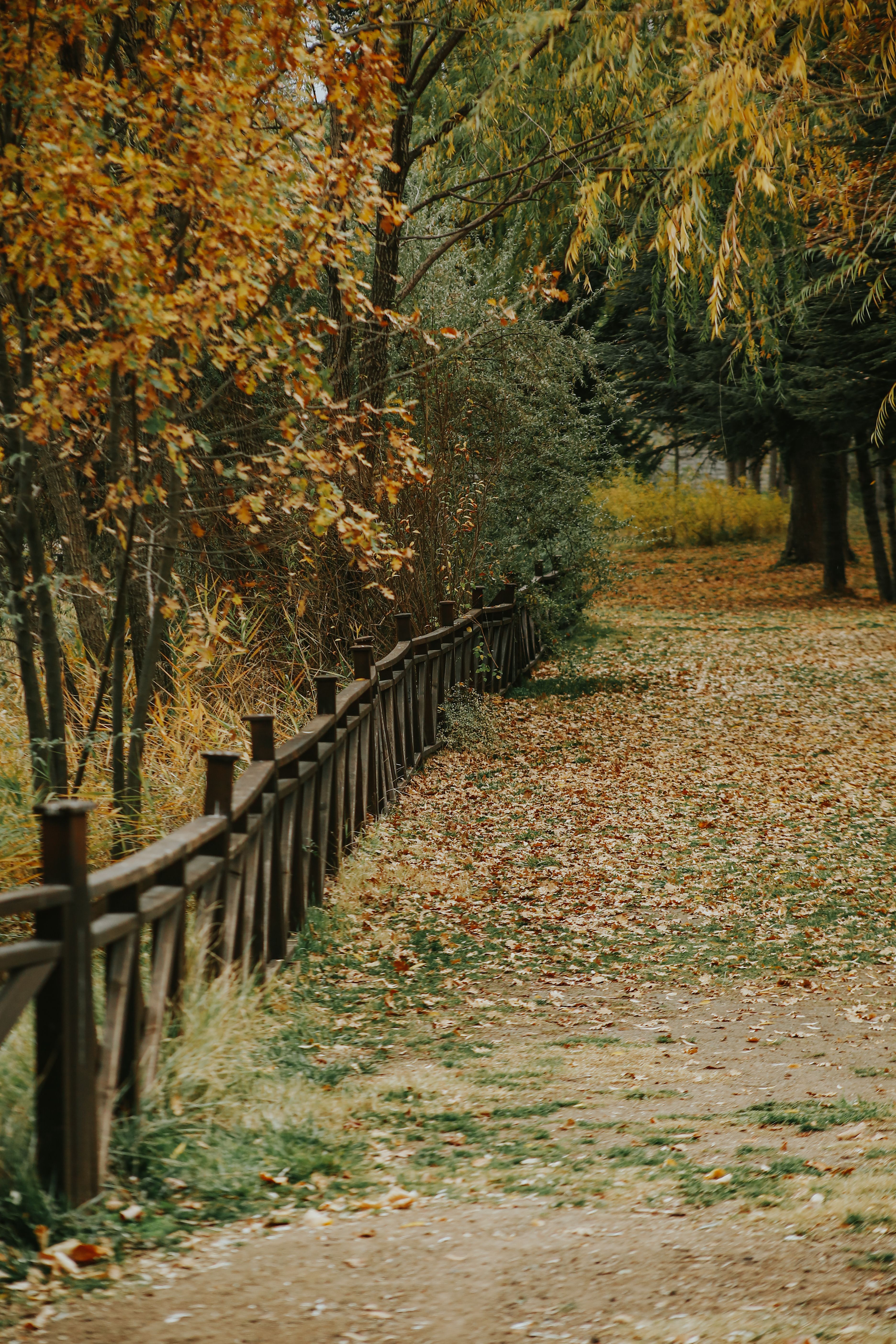 Serene Autumn Pathway in a Leafy Park · Free Stock Photo