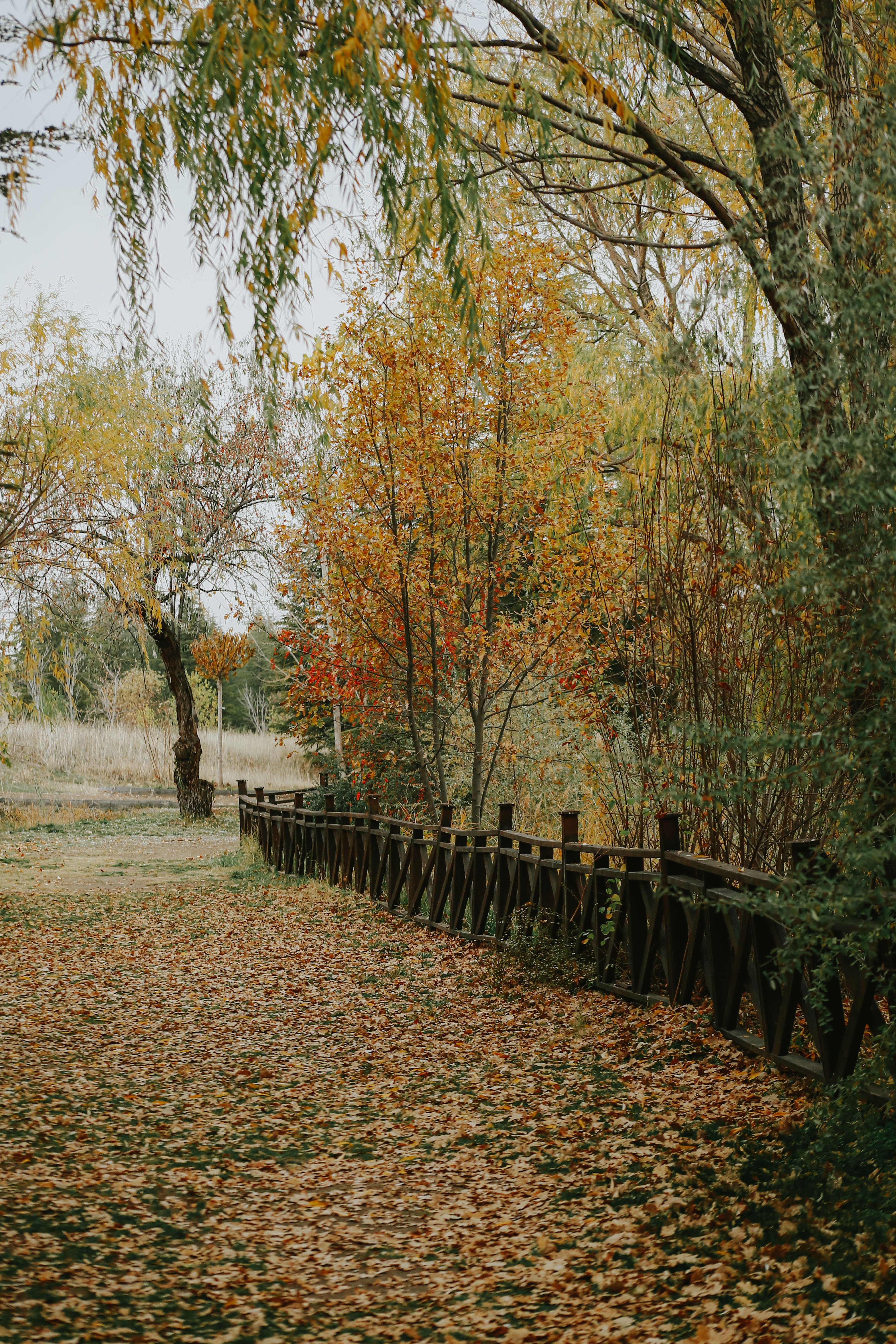 Brown Wooden Fence Near Bare Trees · Free Stock Photo