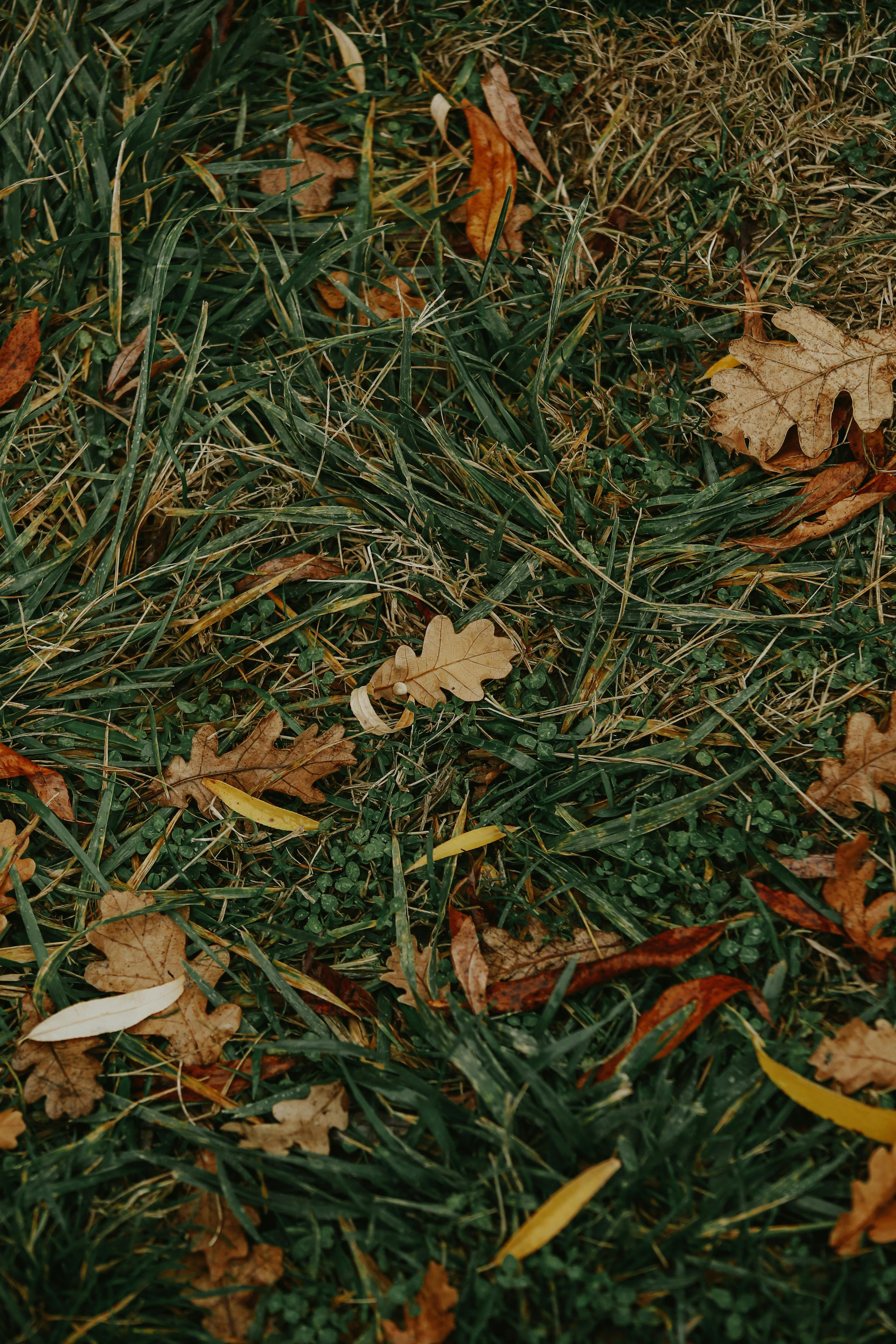 Free A close-up of fallen autumn leaves scattered on grass, showcasing the rich colors of fall. Stock Photo