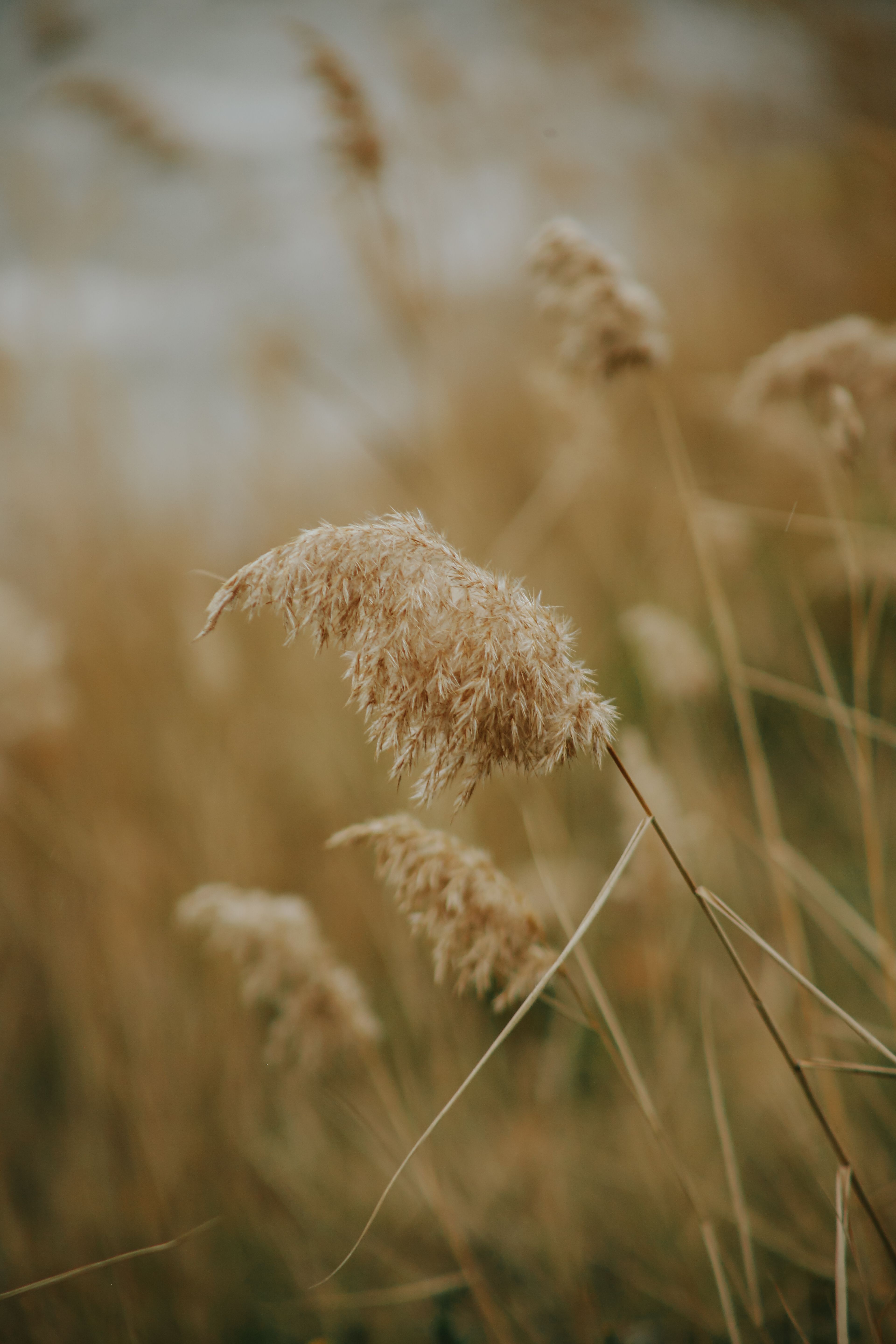 Golden Reed in a Tranquil Field Setting · Free Stock Photo