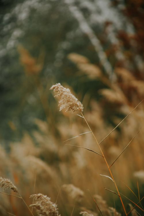 Free Serene close-up of tall grass swaying gently in the autumn breeze, evoking a tranquil and natural outdoors atmosphere. Stock Photo