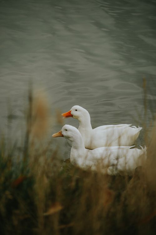 Free Two white ducks with orange beaks resting by the calm lake surrounded by soft natural foliage. Stock Photo