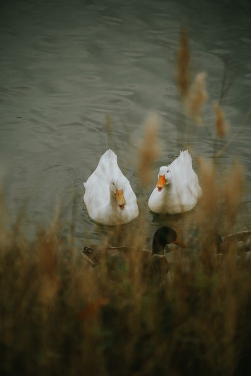 Free Two white ducks calmly swimming in a serene pond surrounded by reeds. Stock Photo