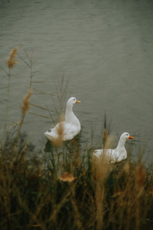 Free Two white ducks gracefully swimming in a calm pond surrounded by autumn reeds. Stock Photo