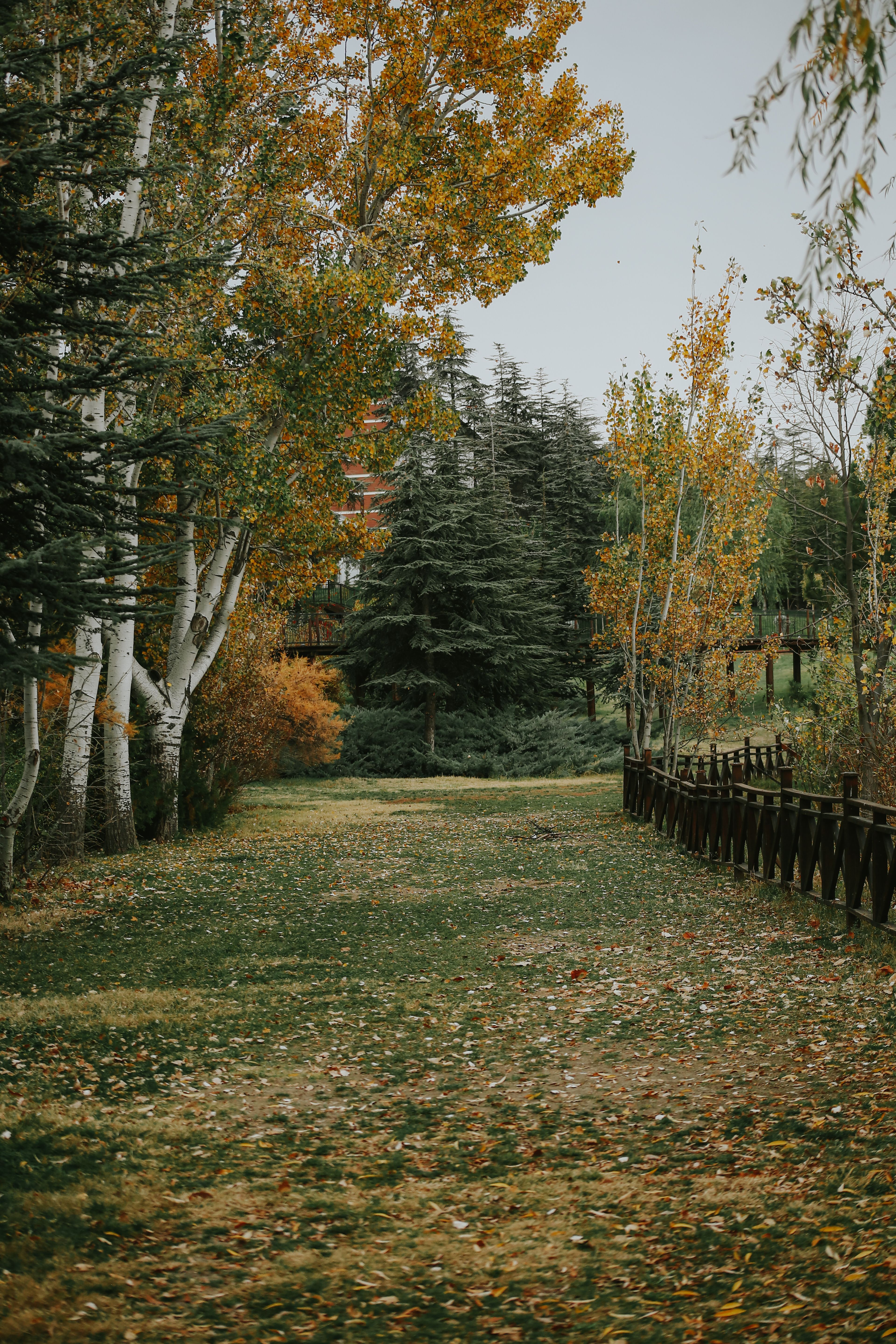 Stone pathway through lush trees in autumn park · Free Stock Photo