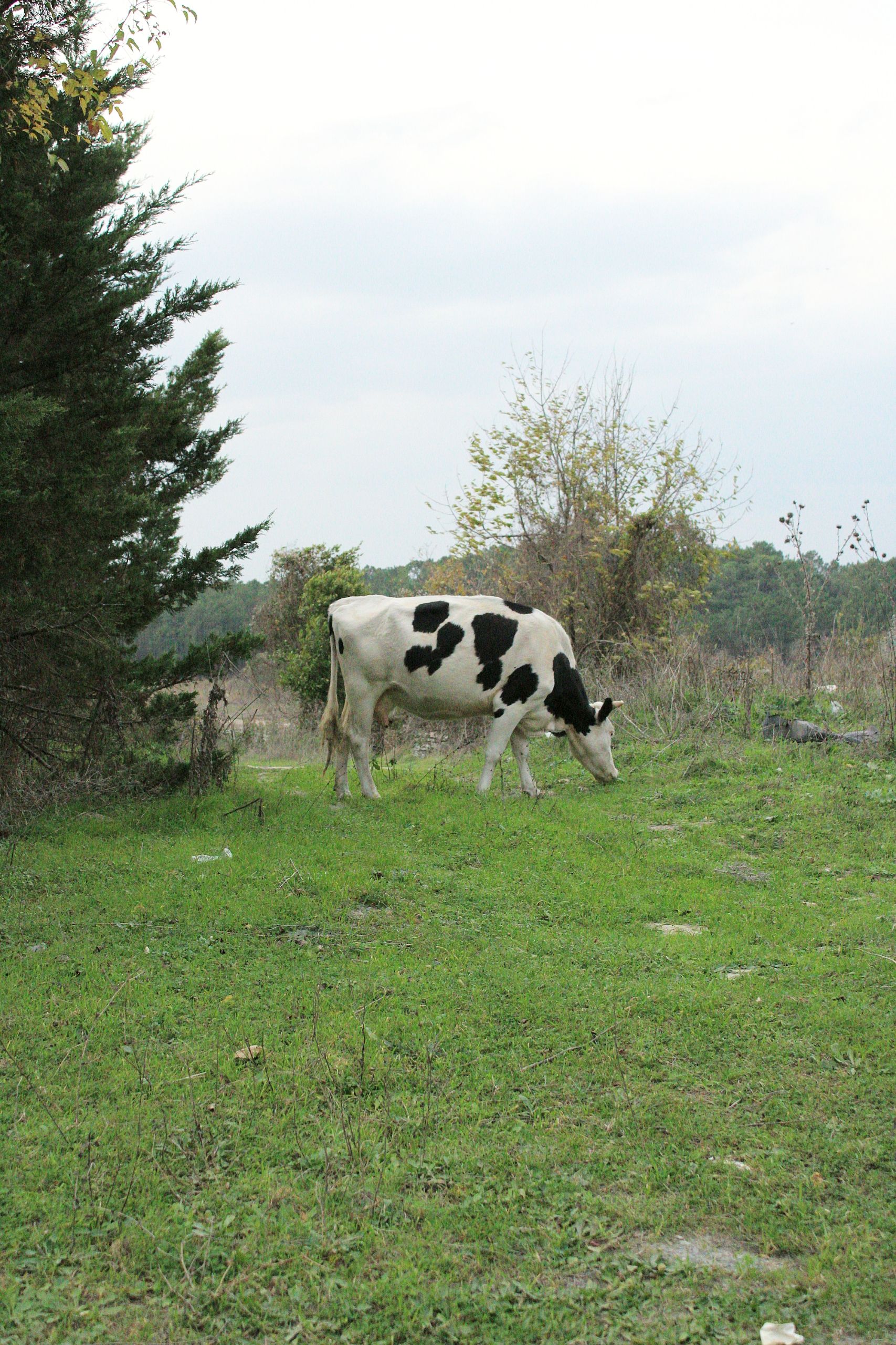Holstein Cow Grazing in a Peaceful Pasture · Free Stock Photo
