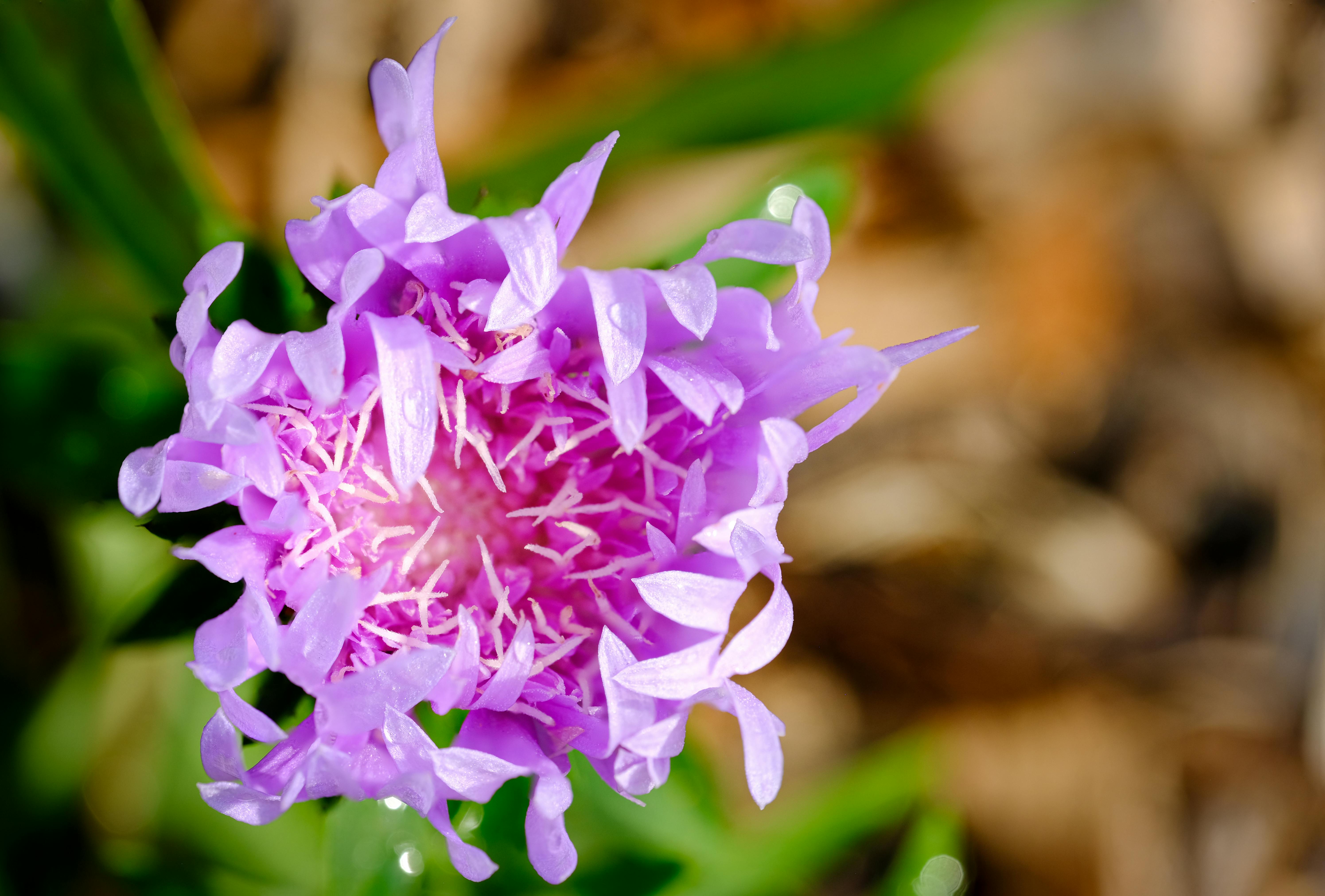 Performance and Versatility of the hamilton Beach MultiBlend 2