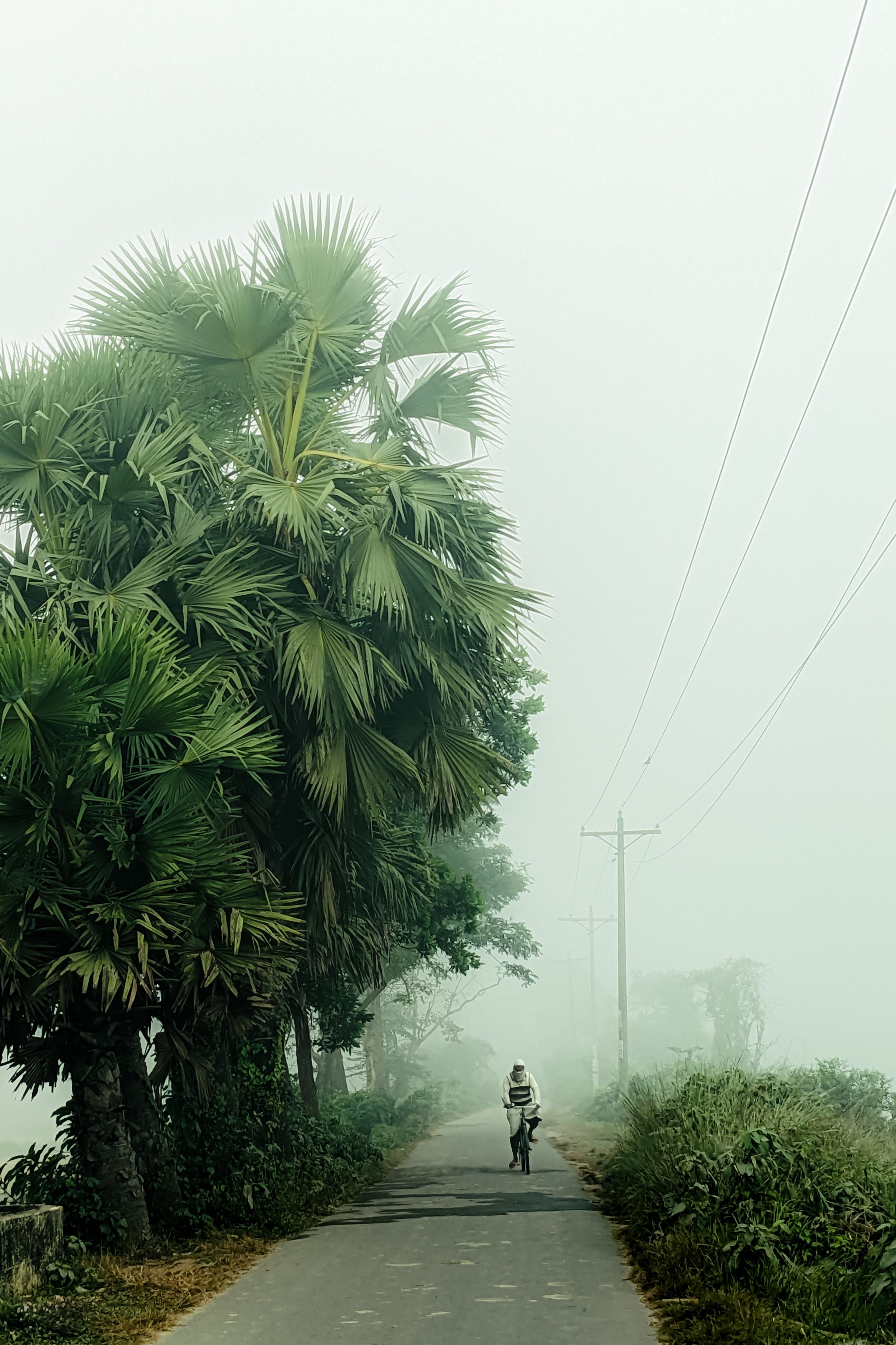 A lone figure walks down a foggy rural road lined with lush palm trees, embodying solitude and serenity.