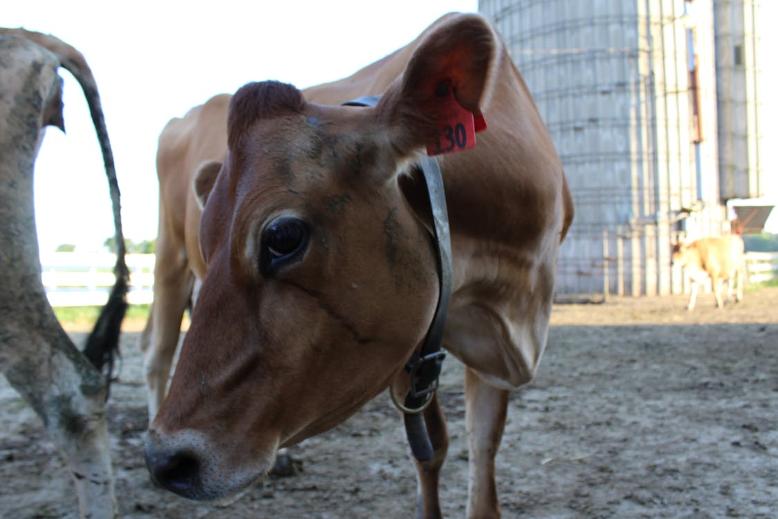 Photos gratuites de exploitation agricole, produit laitier, vache