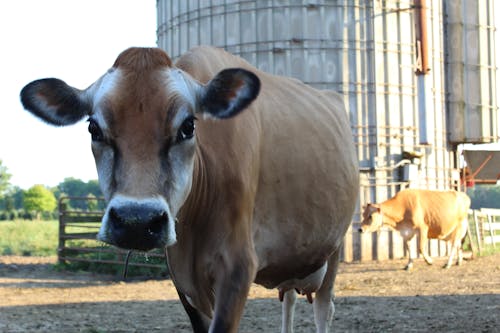 Free stock photo of cow, farm