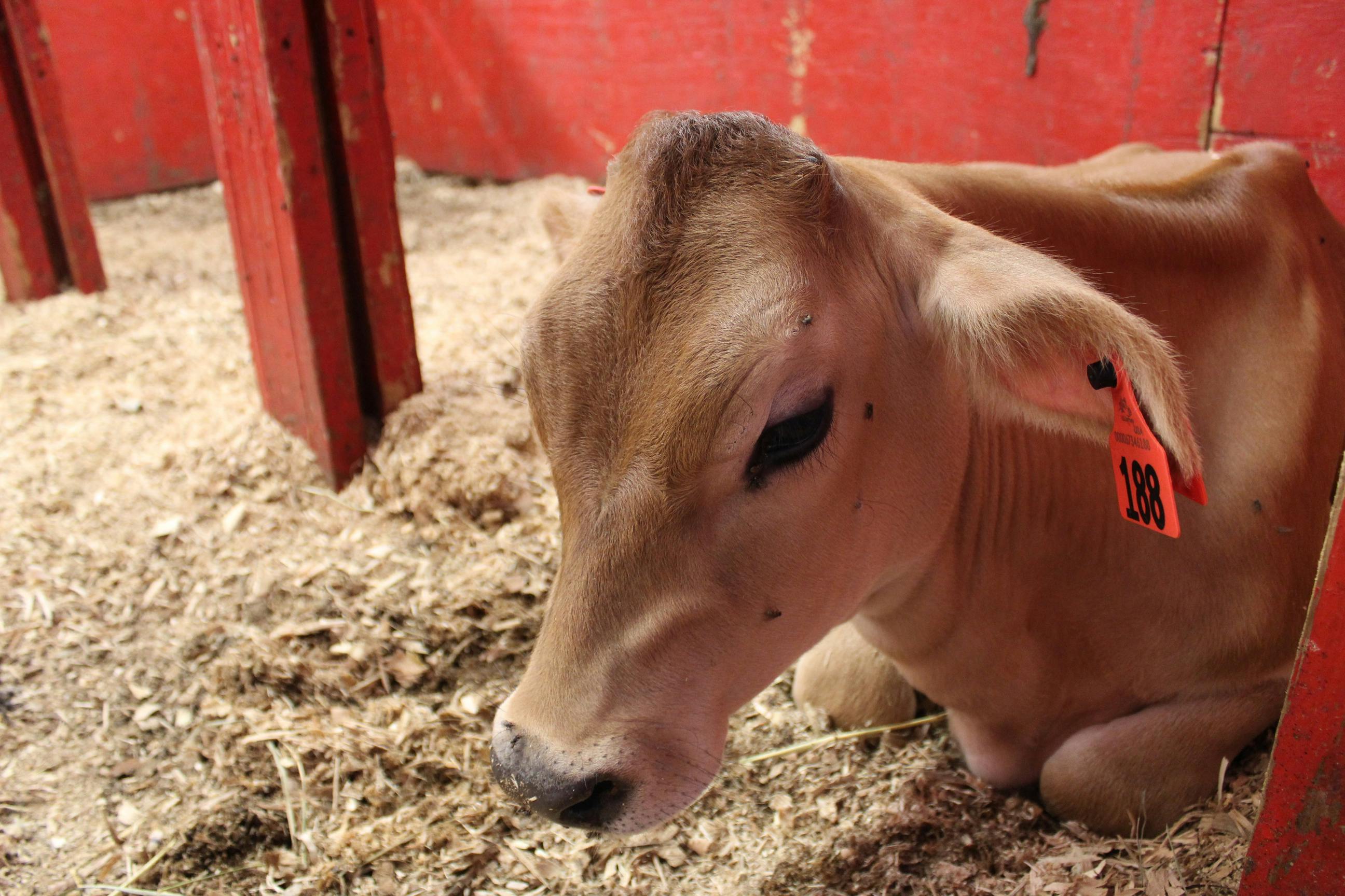 baby cow in living room