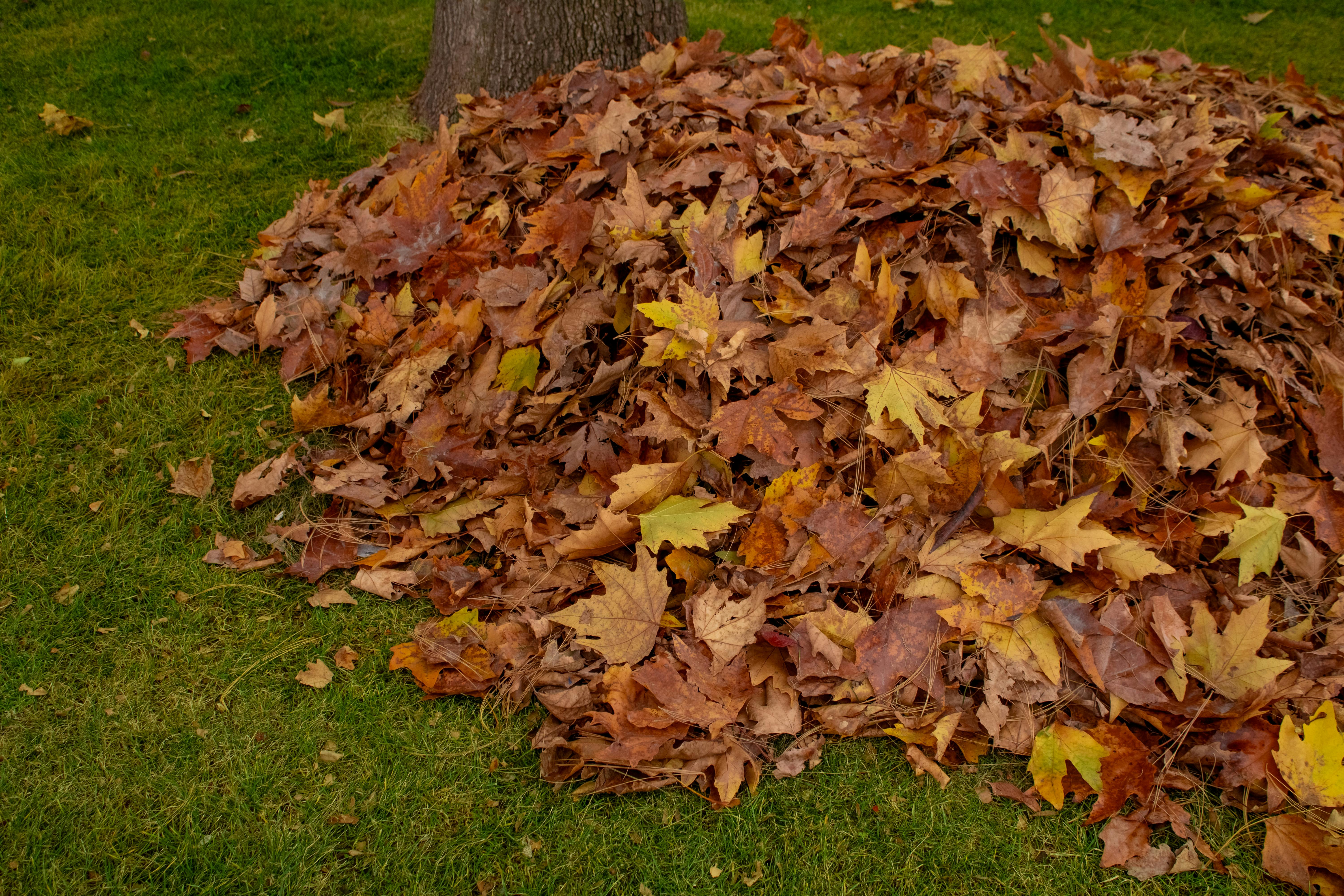 leaf mold pile bin UK garden